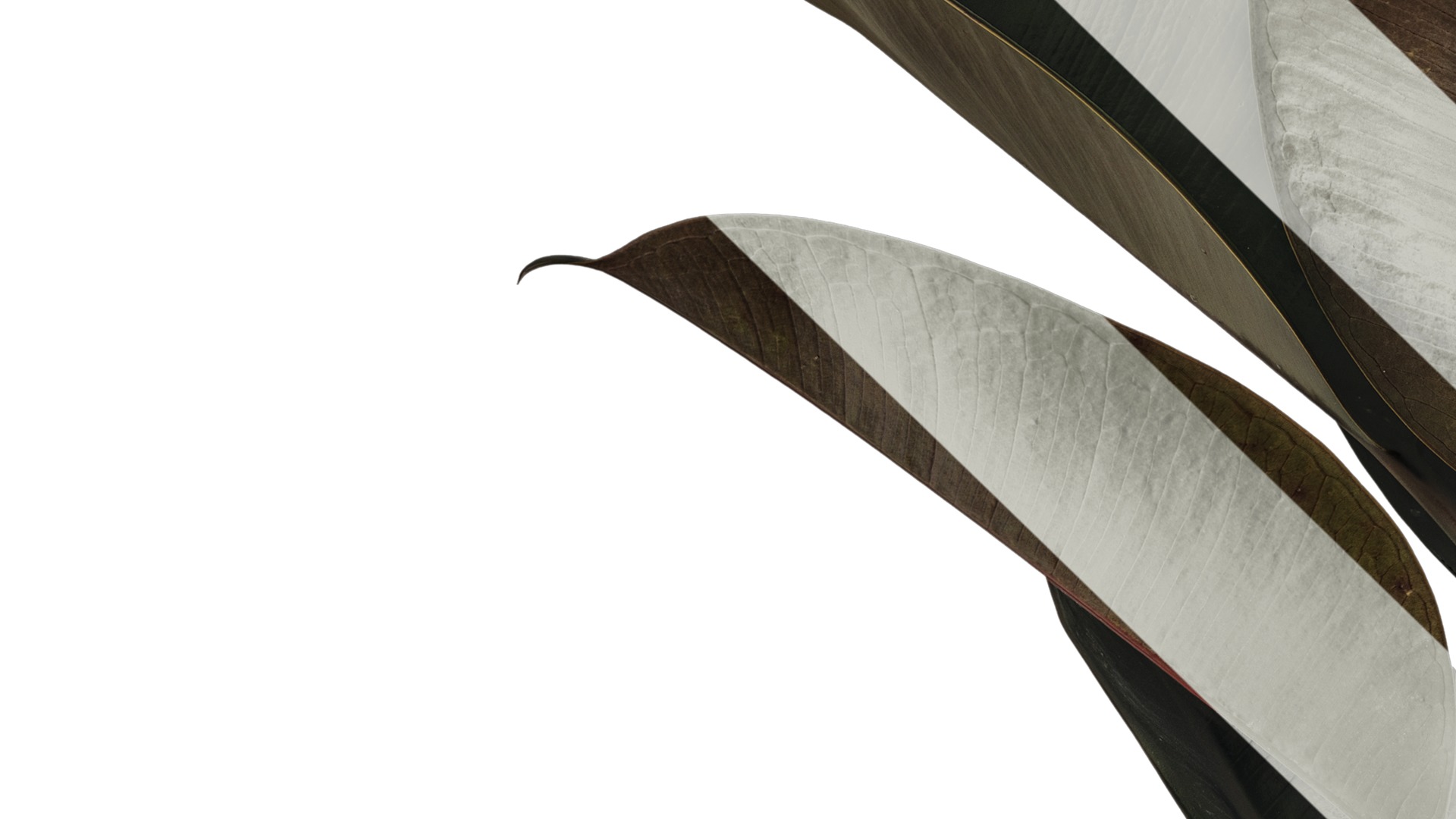 Anydrafts Ficus elastica 01 Atlas 01 Texture_3