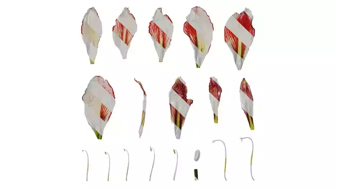 Anydrafts Hippeastrum striatum Flower 18 Texture