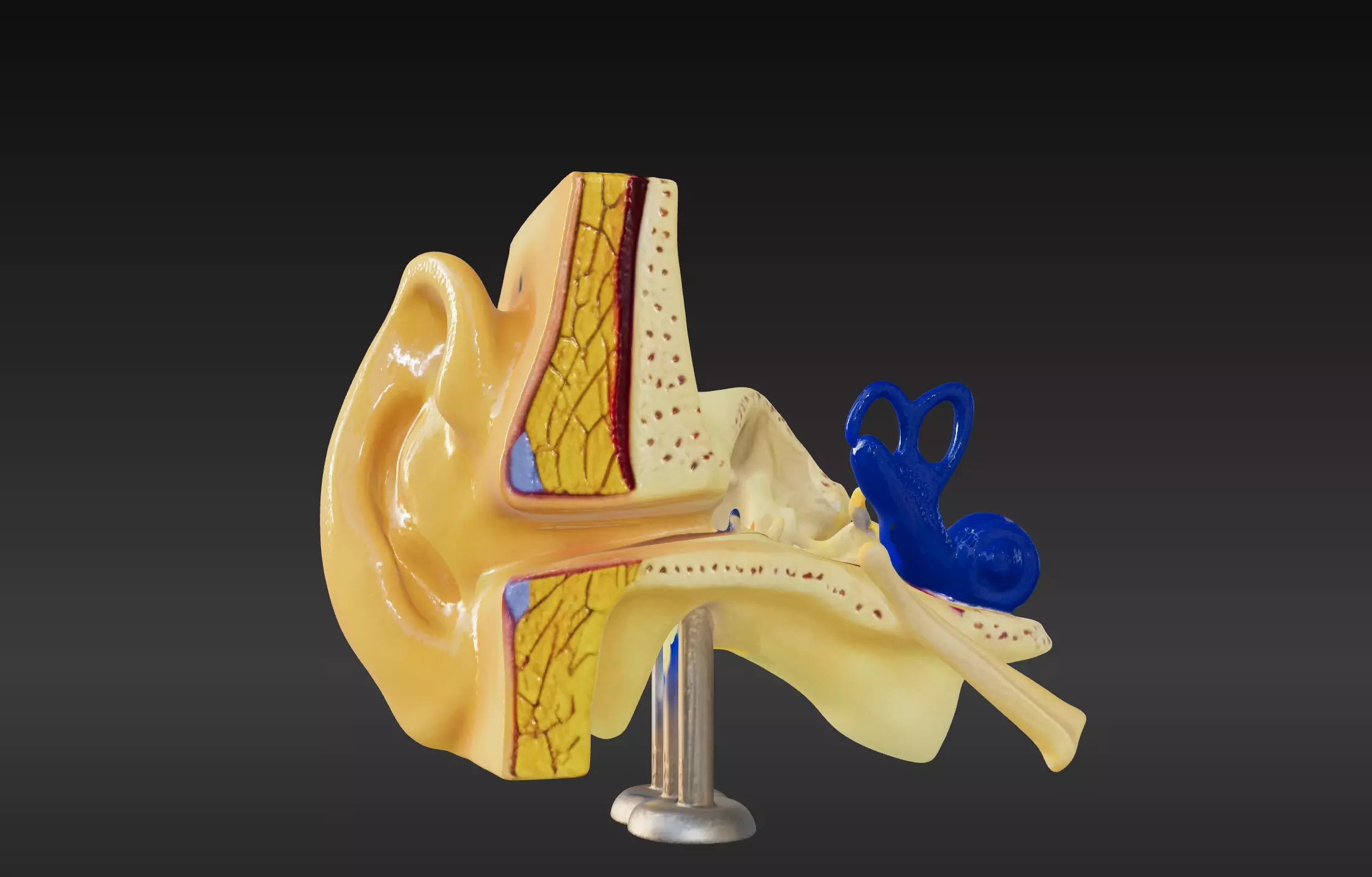 3D Basic Ear Anatomy Model 3D print model_0