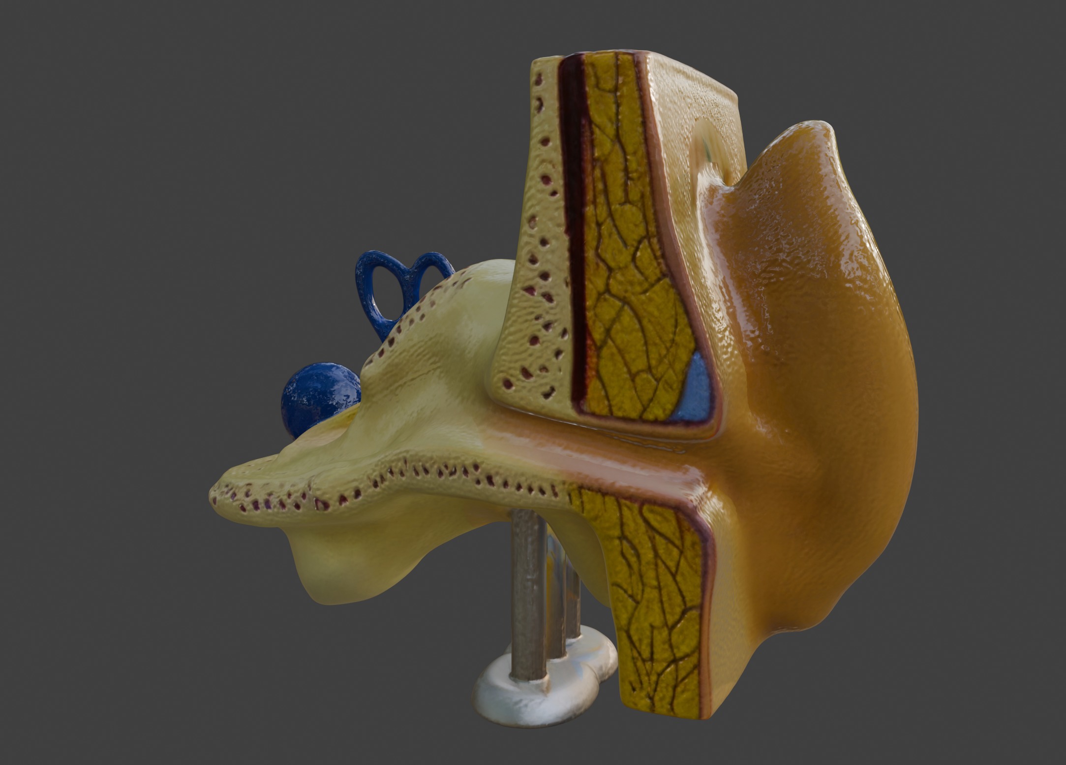 3D Basic Ear Anatomy Model 3D print model_14