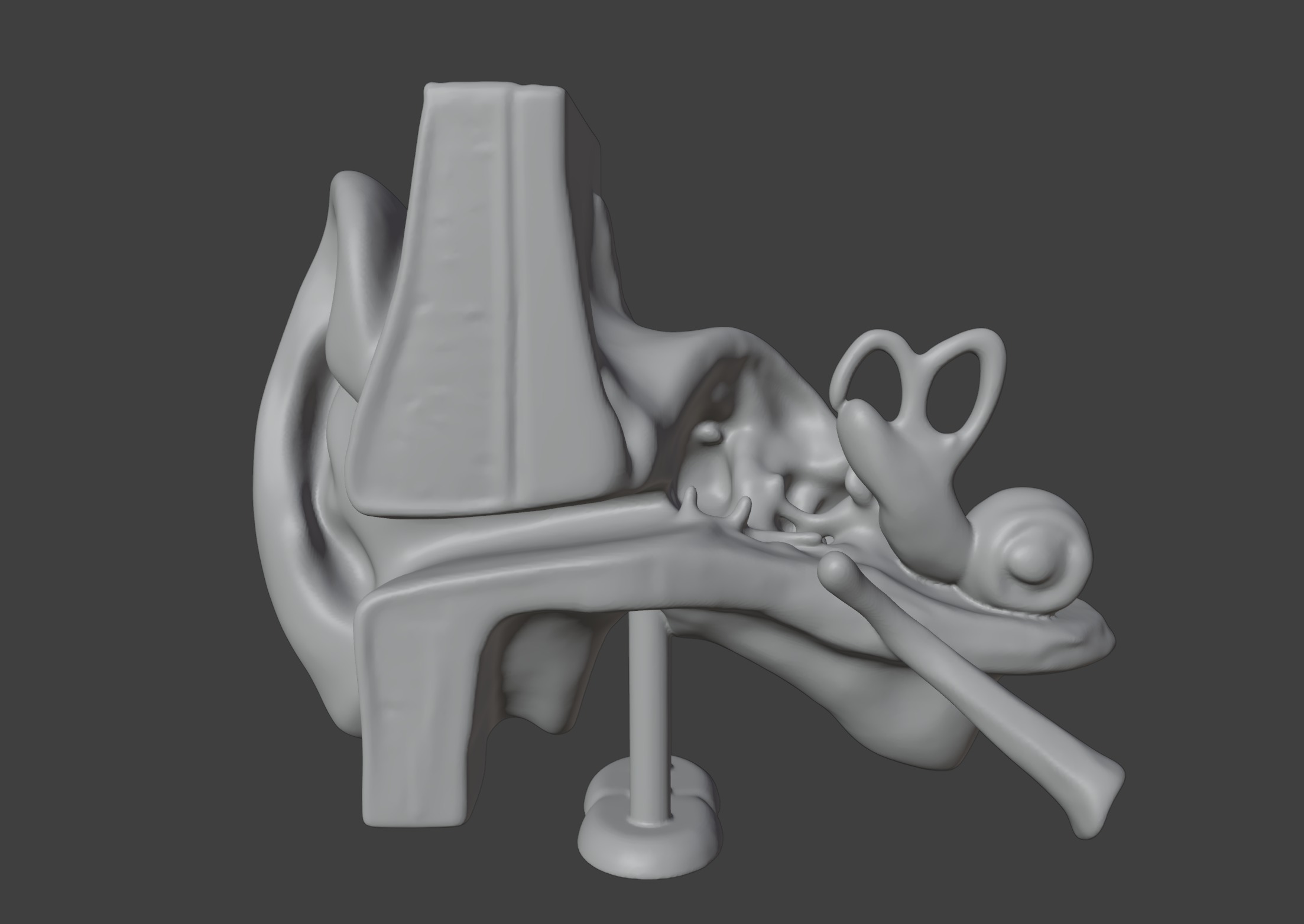 3D Basic Ear Anatomy Model 3D print model_15