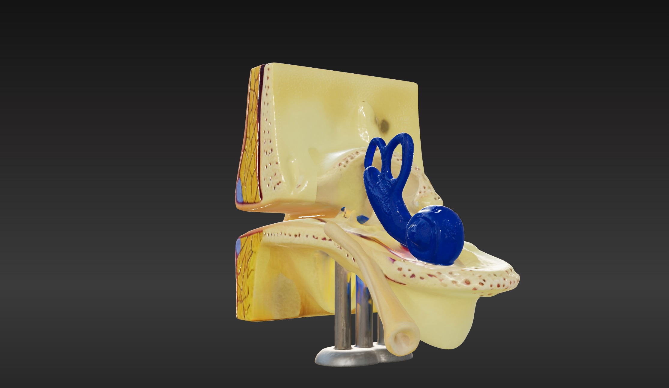 3D Basic Ear Anatomy Model 3D print model_8