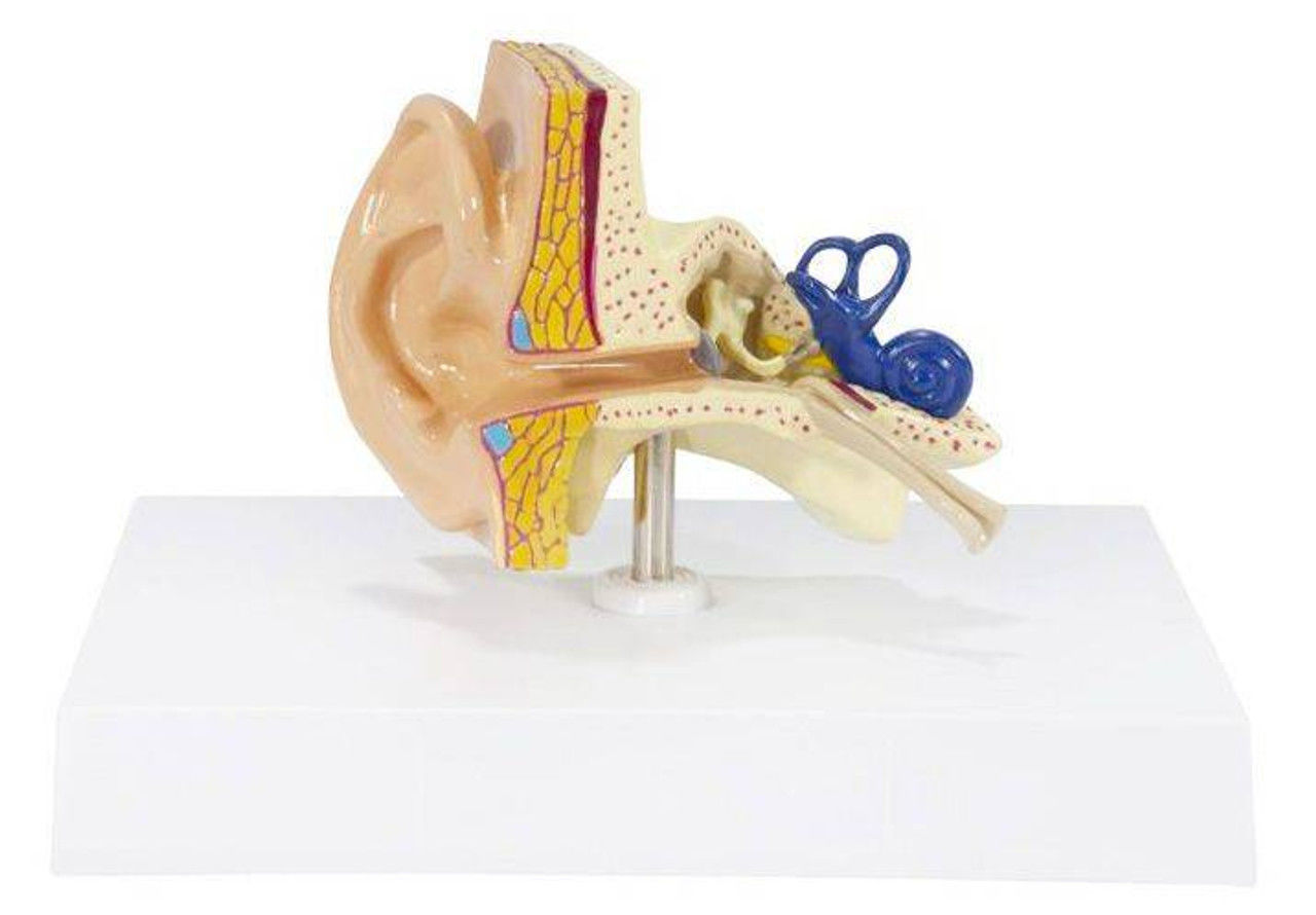 3D Basic Ear Anatomy Model 3D print model_17