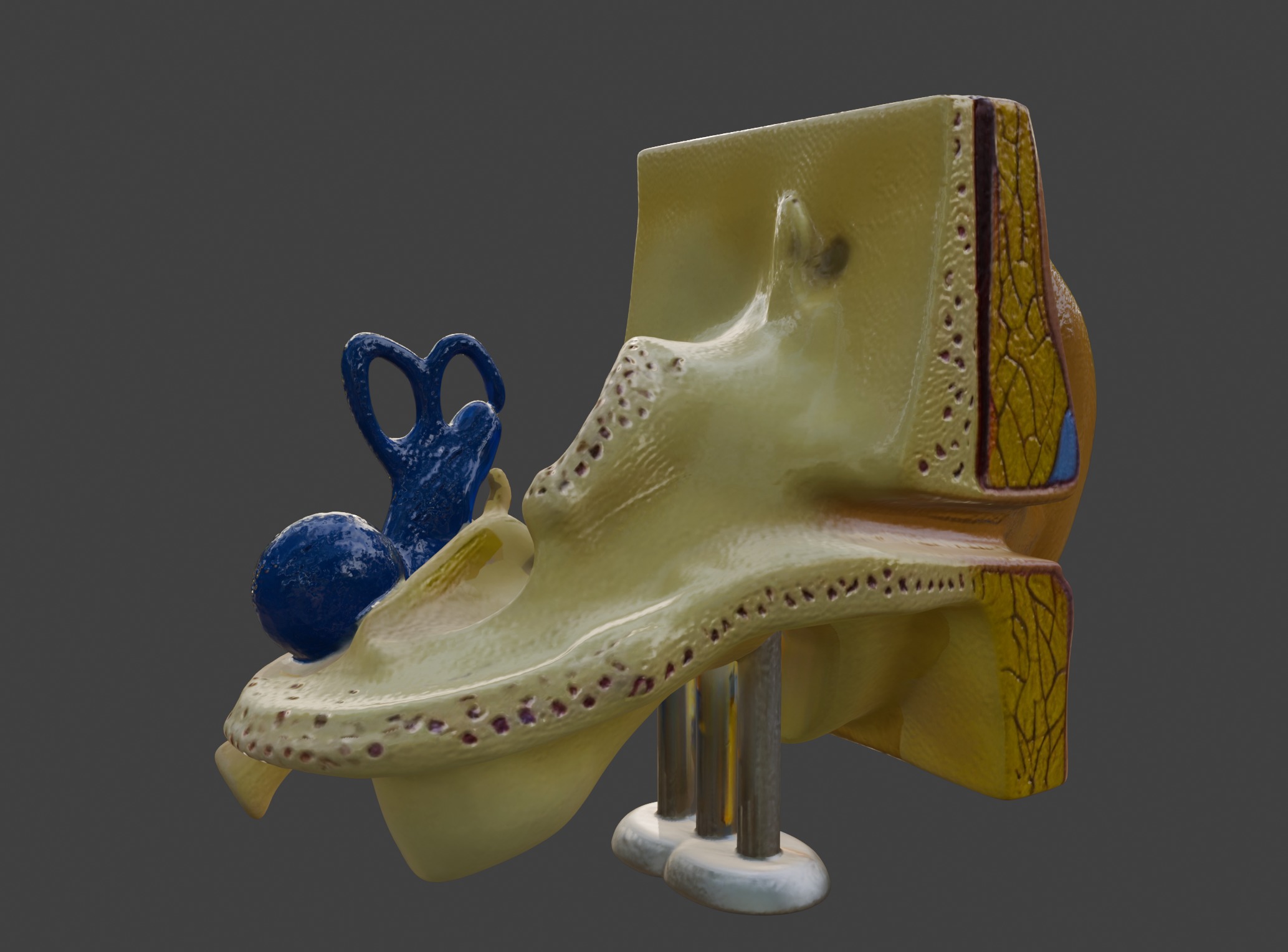 3D Basic Ear Anatomy Model 3D print model_13