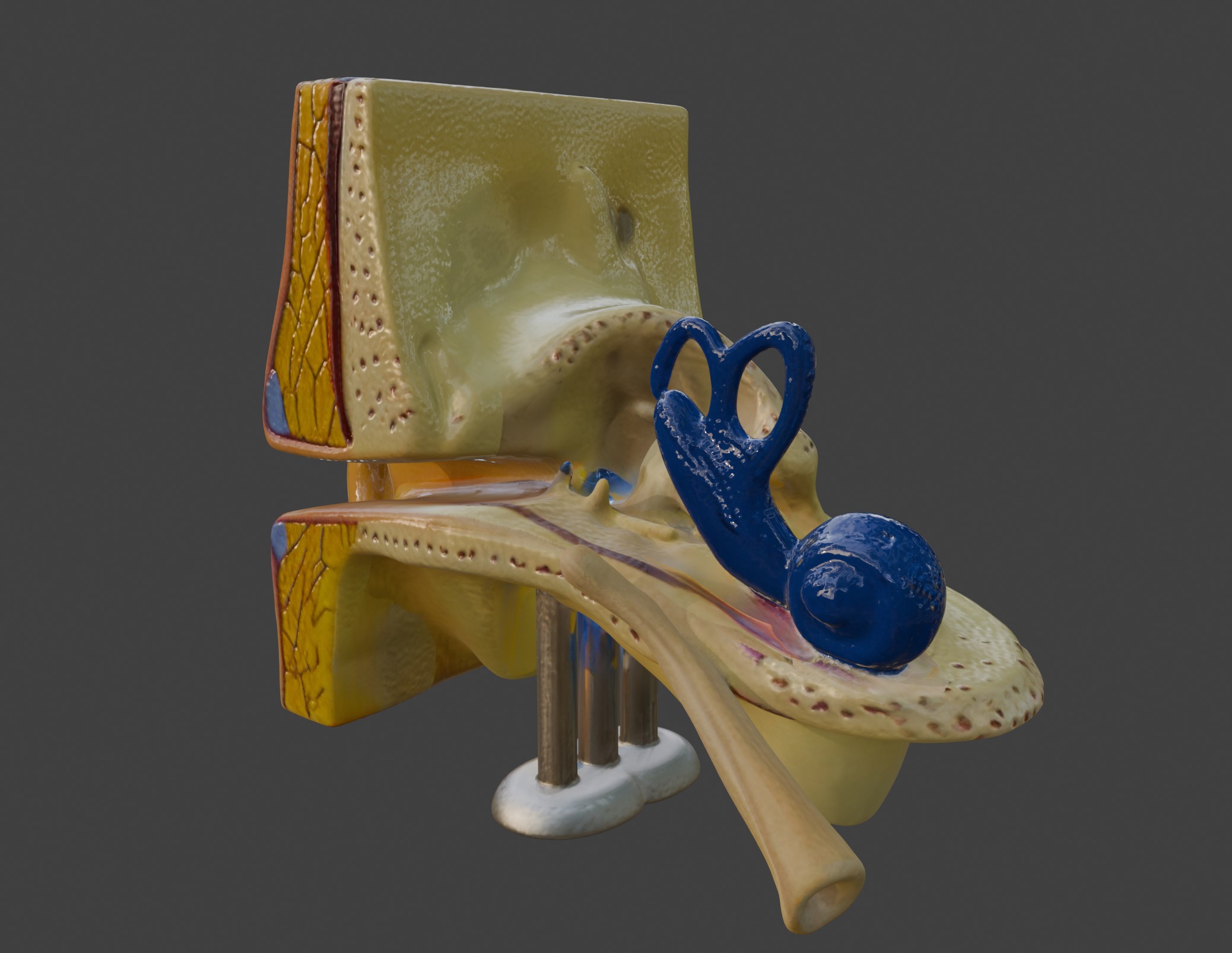 3D Basic Ear Anatomy Model 3D print model_12