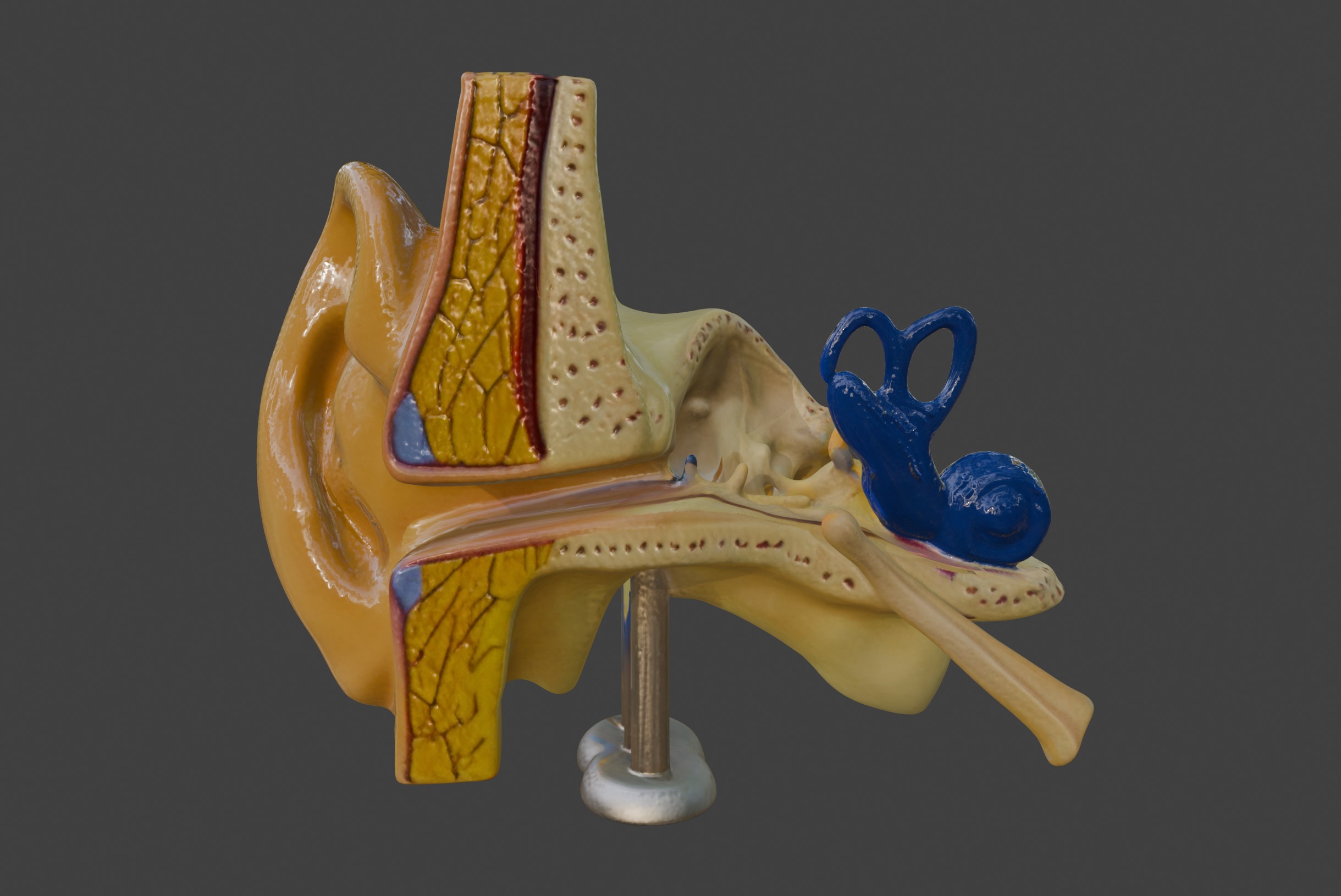 3D Basic Ear Anatomy Model 3D print model_11