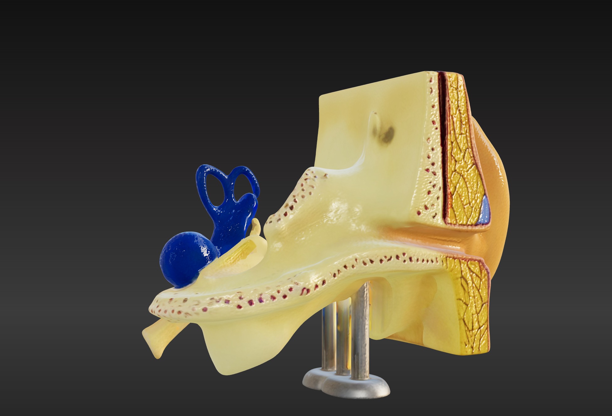 3D Basic Ear Anatomy Model 3D print model_9