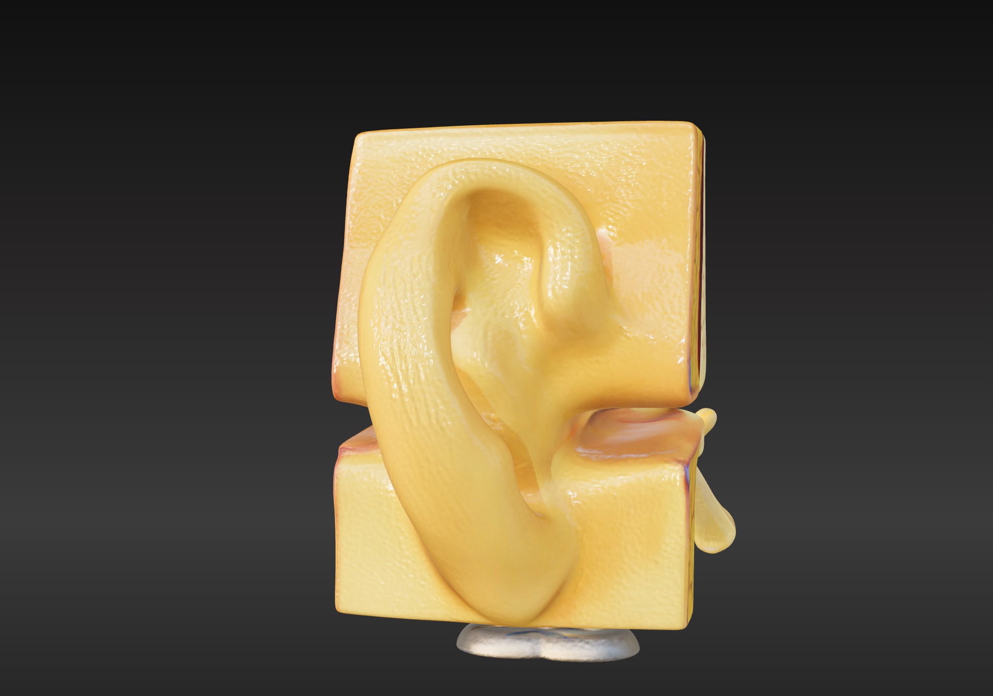 3D Basic Ear Anatomy Model 3D print model_10