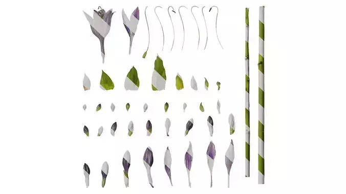 Anydrafts Hosta justine Atlas 01