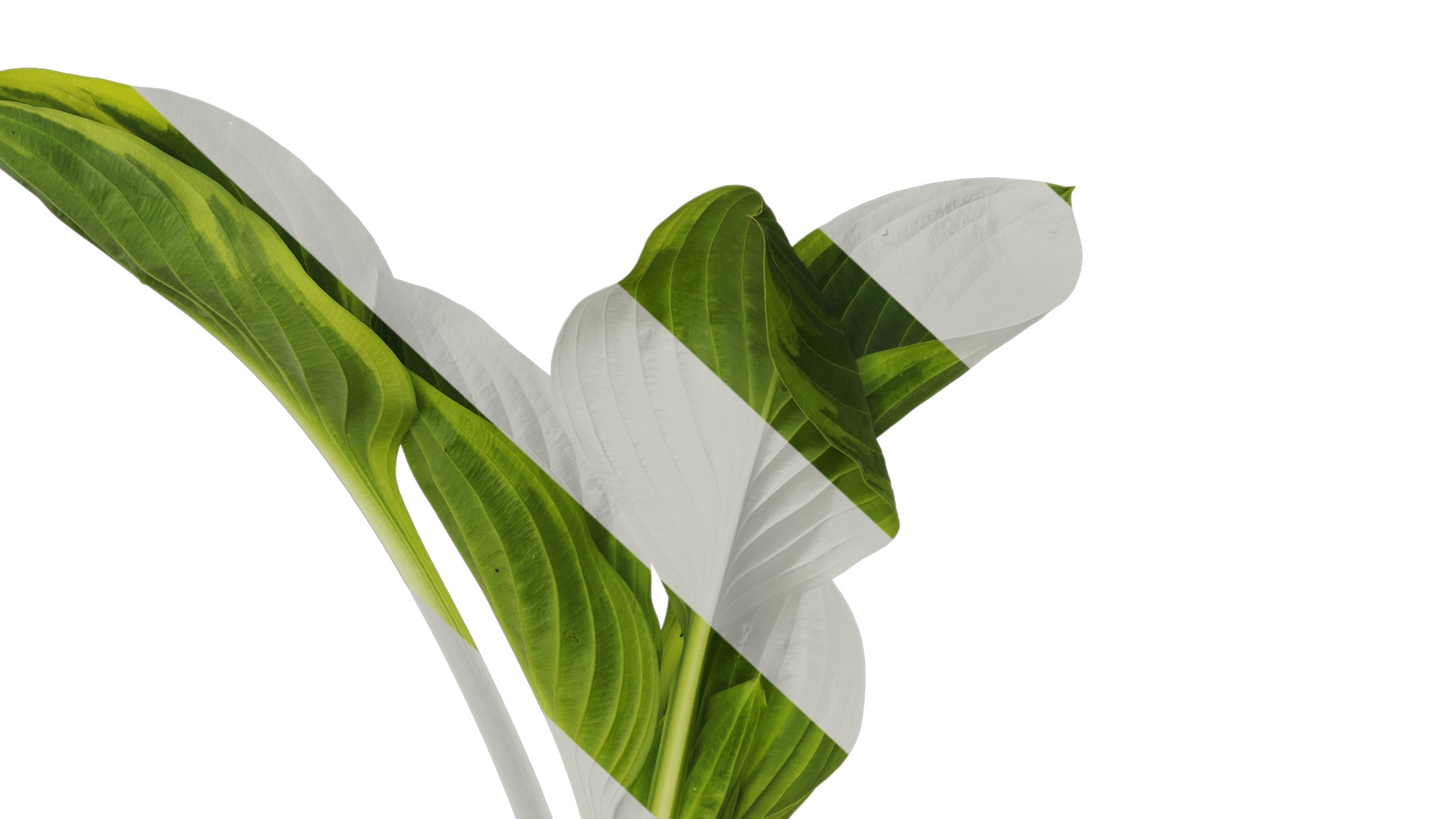 Anydrafts Hosta justine Atlas 06 Texture_6