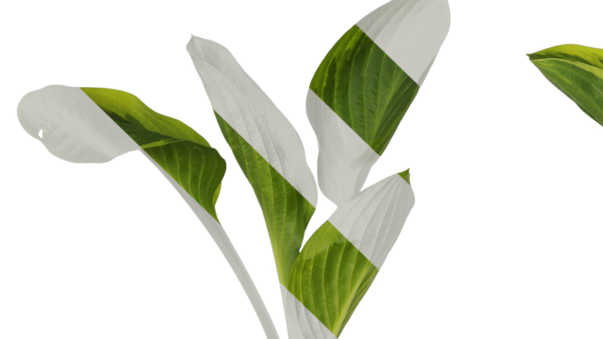 Anydrafts Hosta justine Atlas 06 Texture_5