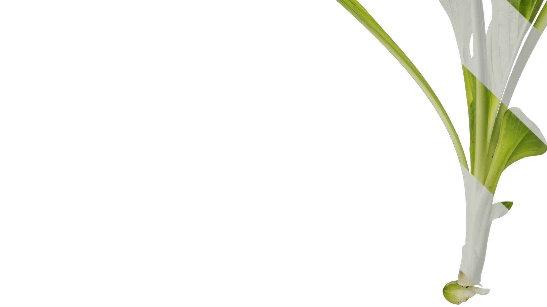 Anydrafts Hosta justine Atlas 06 Texture_3