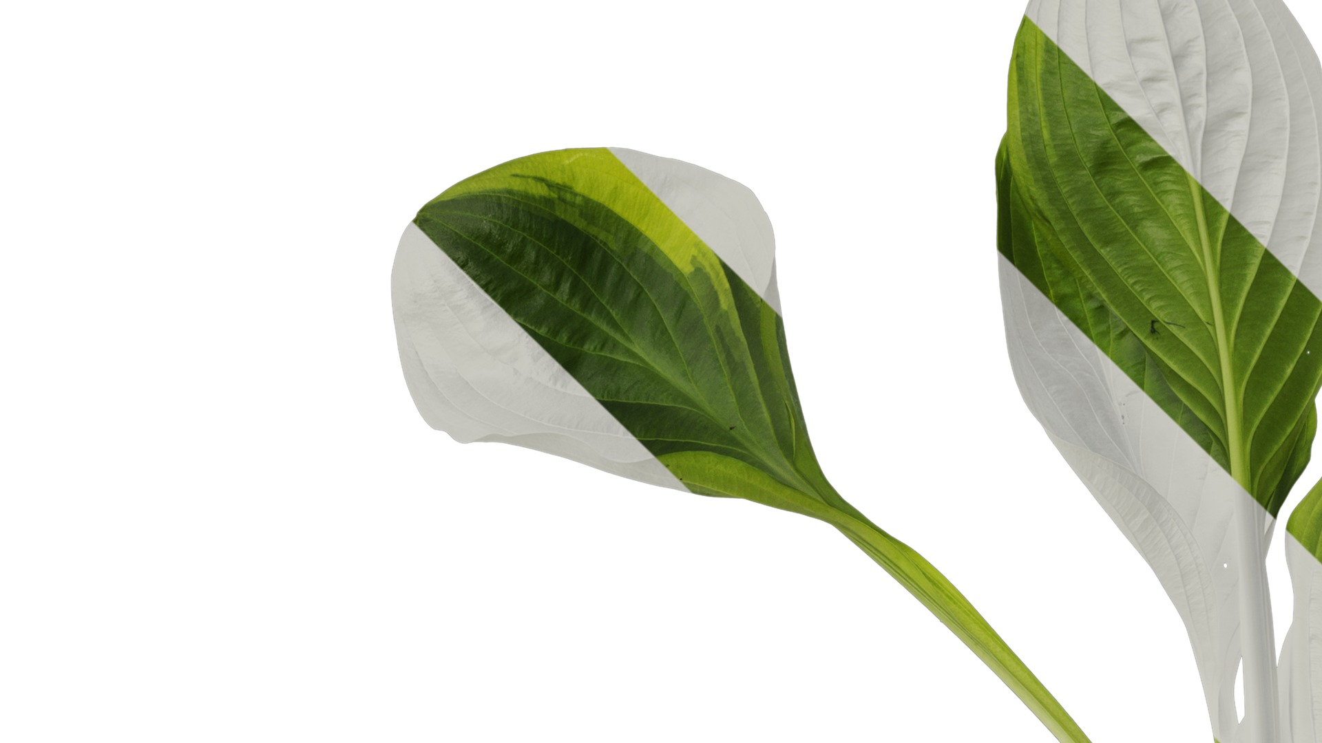 Anydrafts Hosta justine Atlas 06 Texture_1