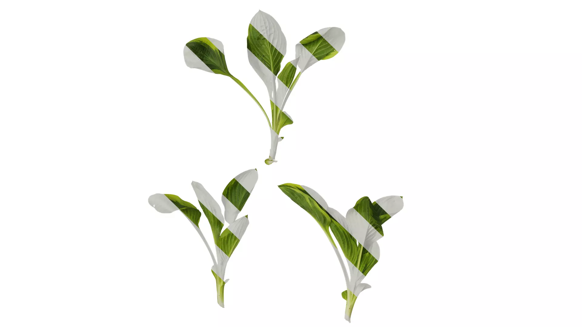 Anydrafts Hosta justine Atlas 06 Texture_0