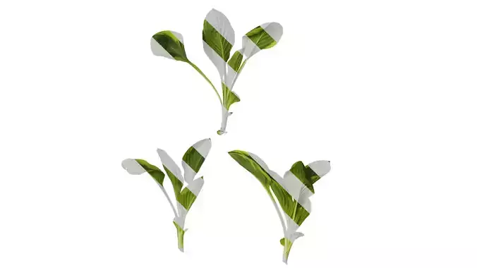 Anydrafts Hosta justine Atlas 06