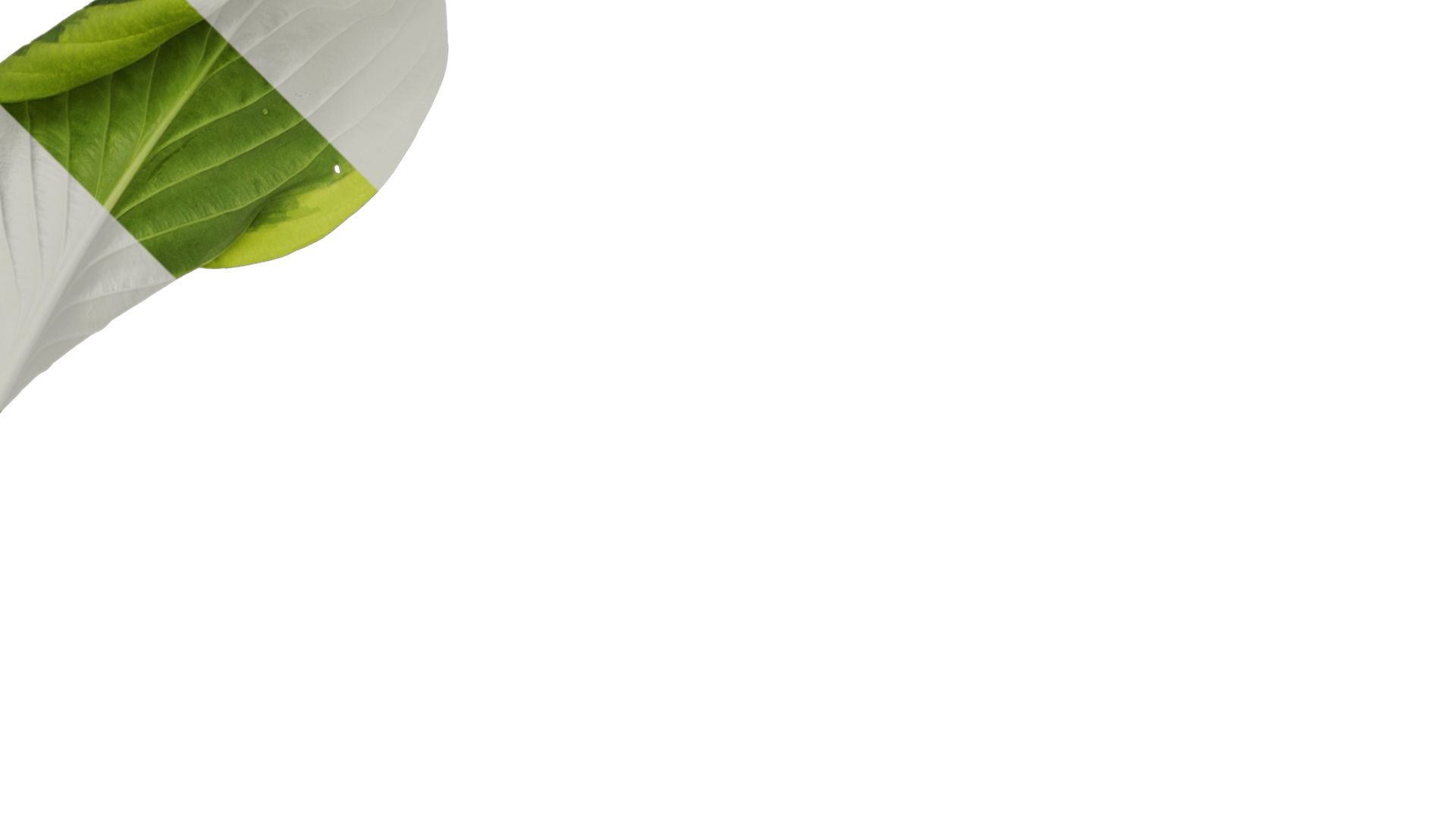 Anydrafts Hosta justine Atlas 06 Texture_2