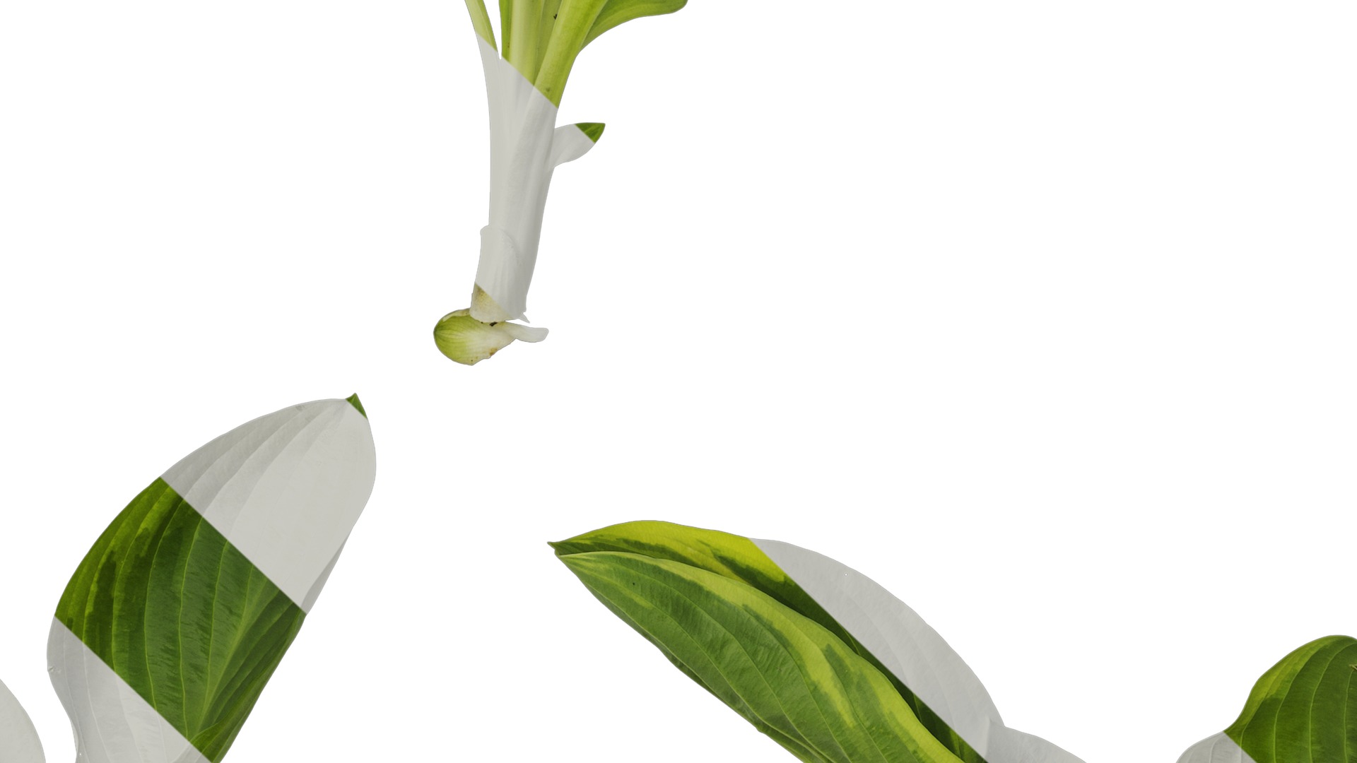 Anydrafts Hosta justine Atlas 06 Texture_7