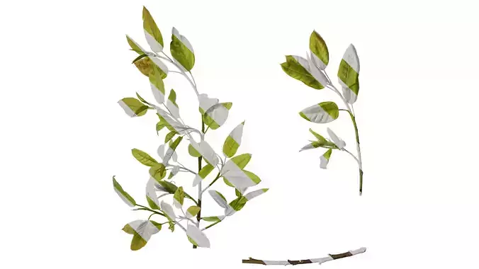 Anydrafts Ficus virens Atlas 06