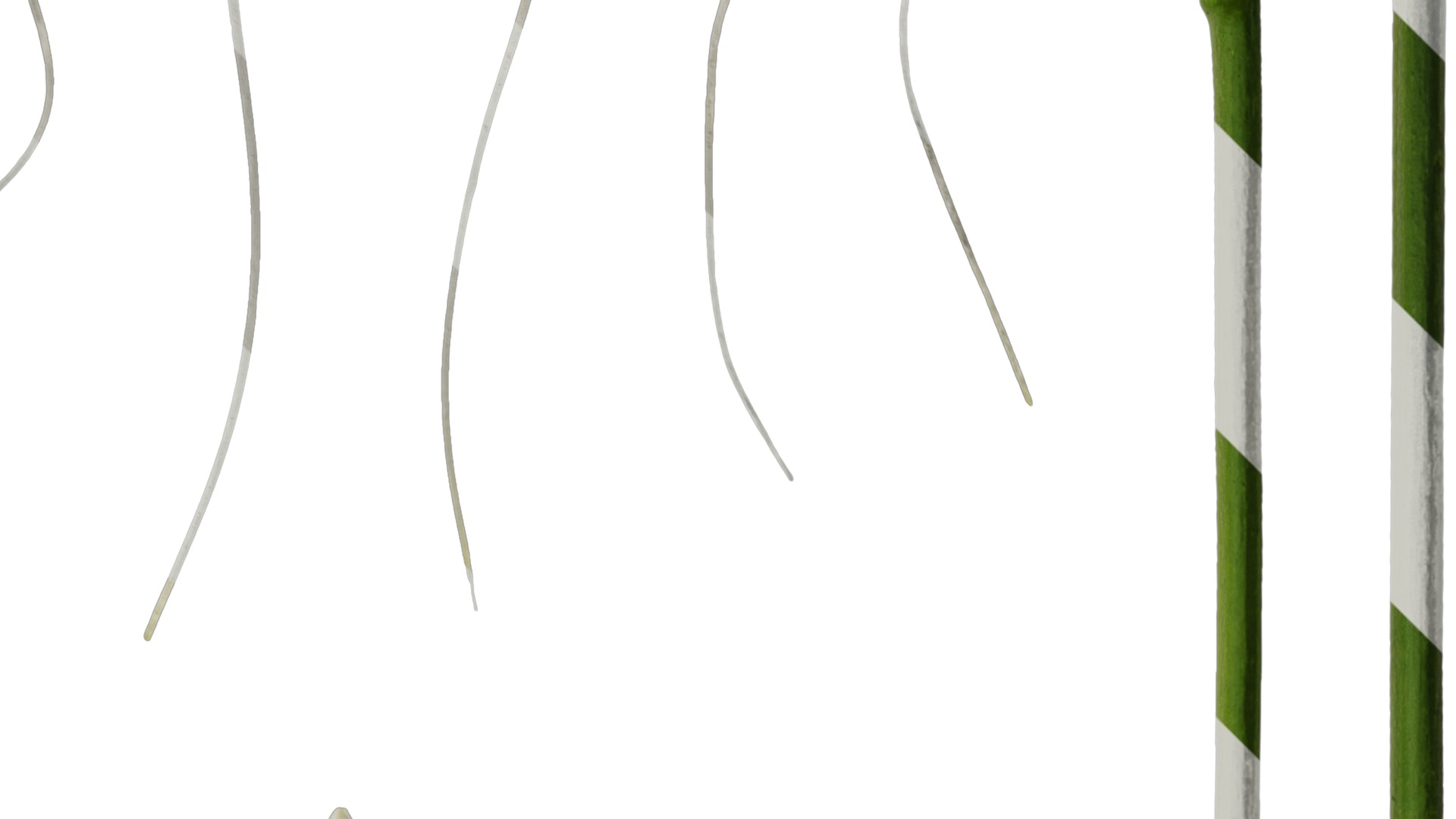 Anydrafts Hosta justine Flower 05 Texture_2