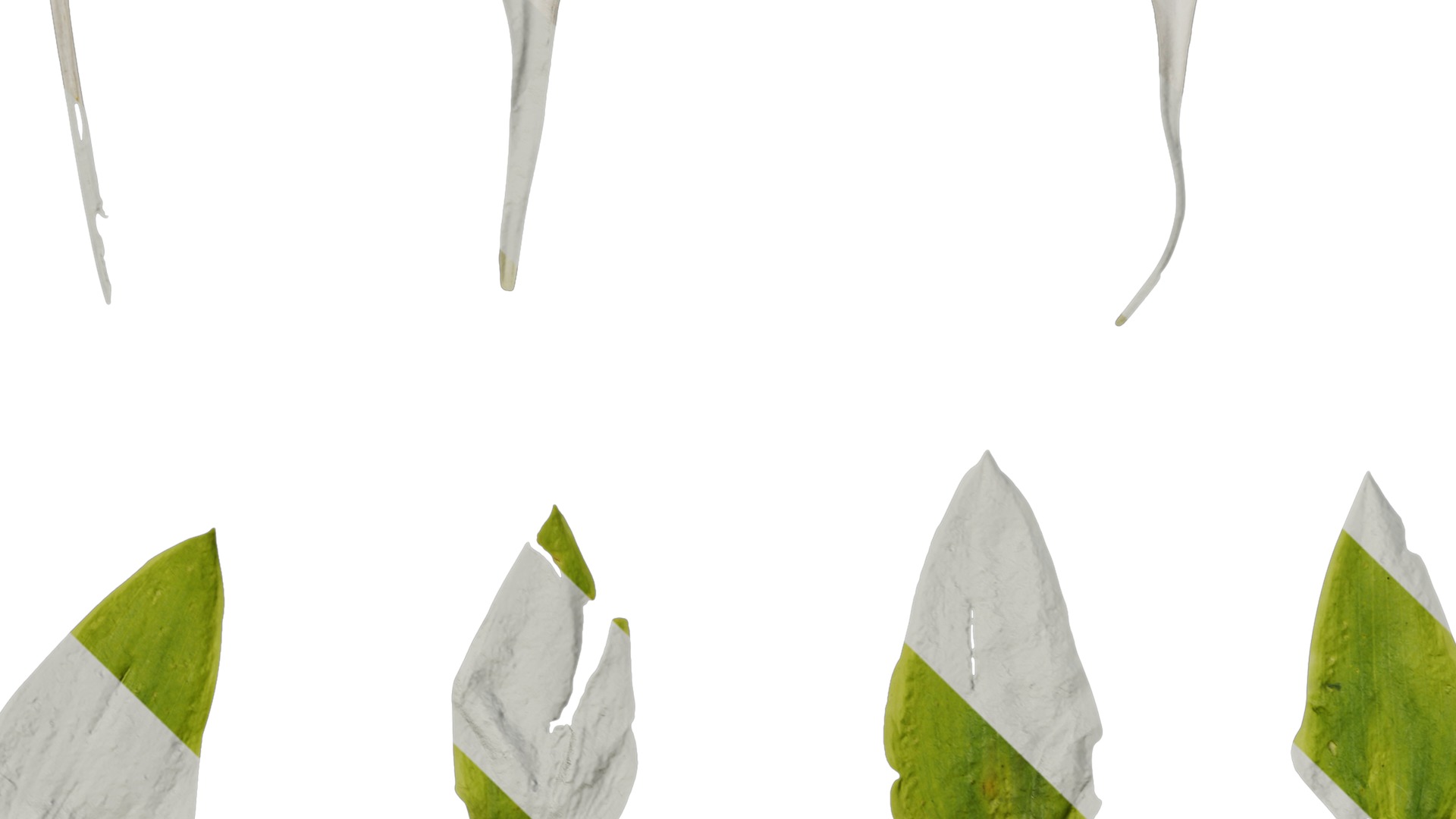 Anydrafts Hosta justine Flower 05 Texture_5