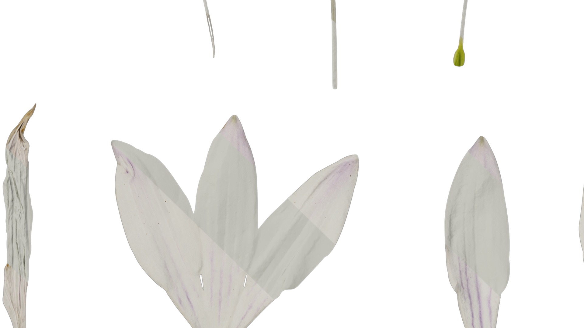 Anydrafts Hosta justine Flower 05 Texture_3