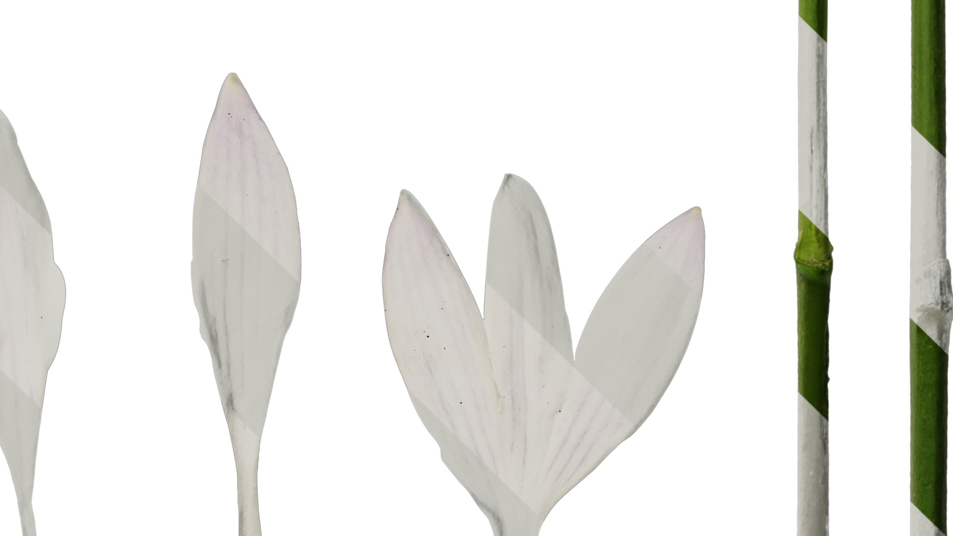 Anydrafts Hosta justine Flower 05 Texture_4