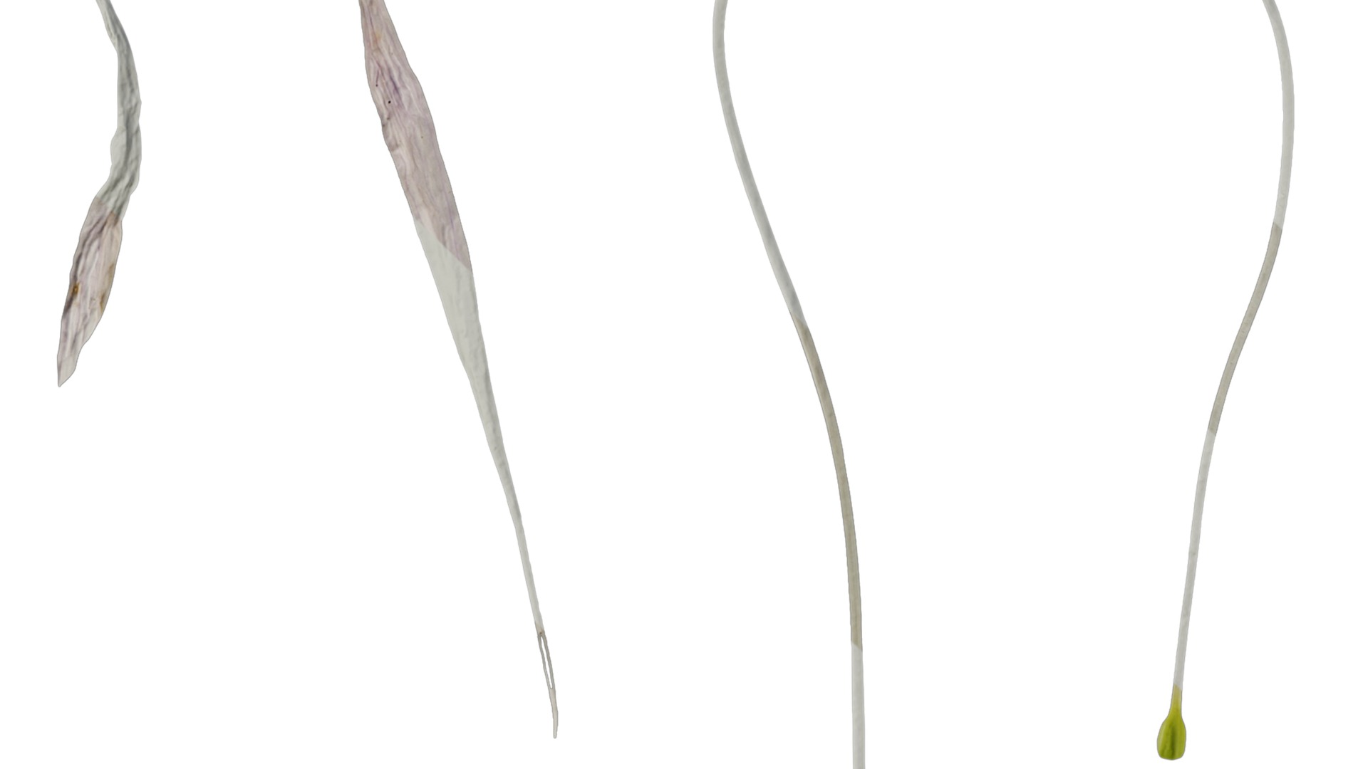 Anydrafts Hosta justine Flower 05 Texture_1