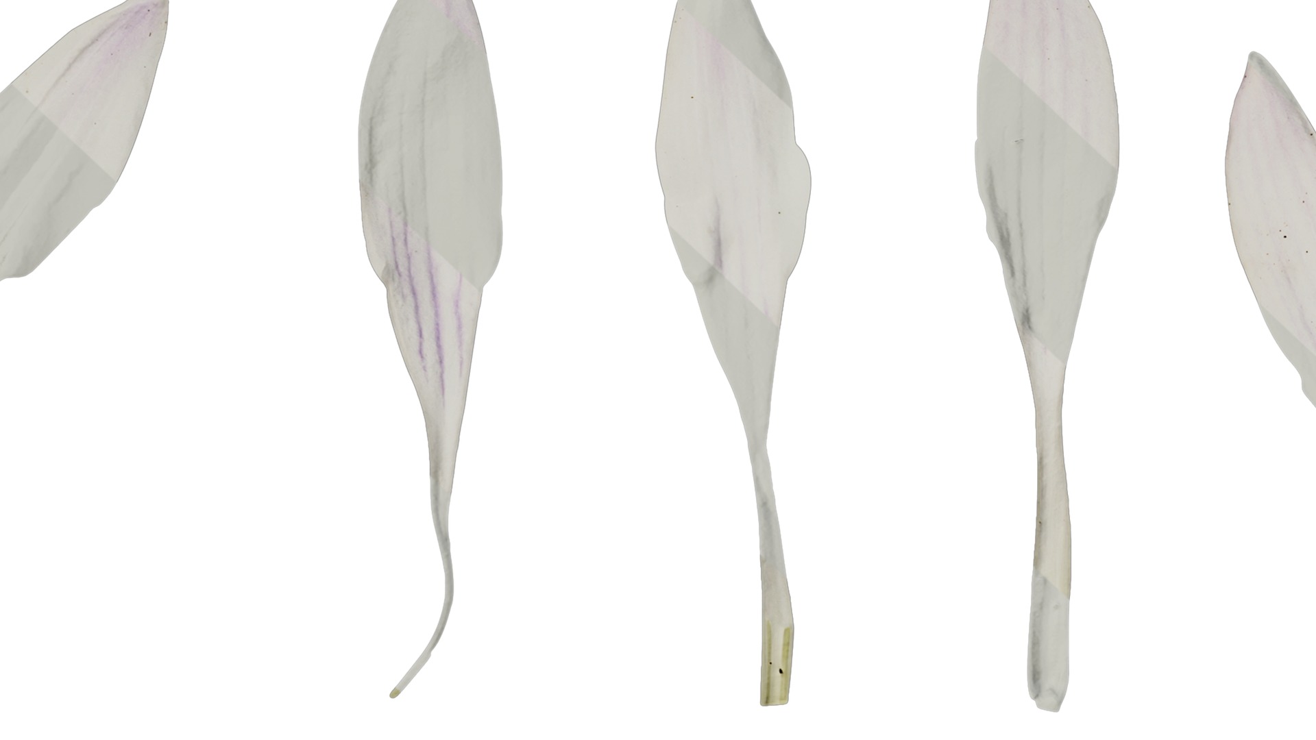 Anydrafts Hosta justine Flower 05 Texture_7