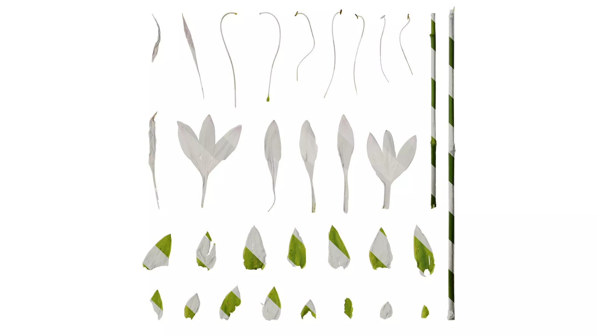 Anydrafts Hosta justine Flower 05 Texture_0