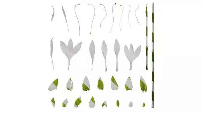 Anydrafts Hosta justine Flower 05