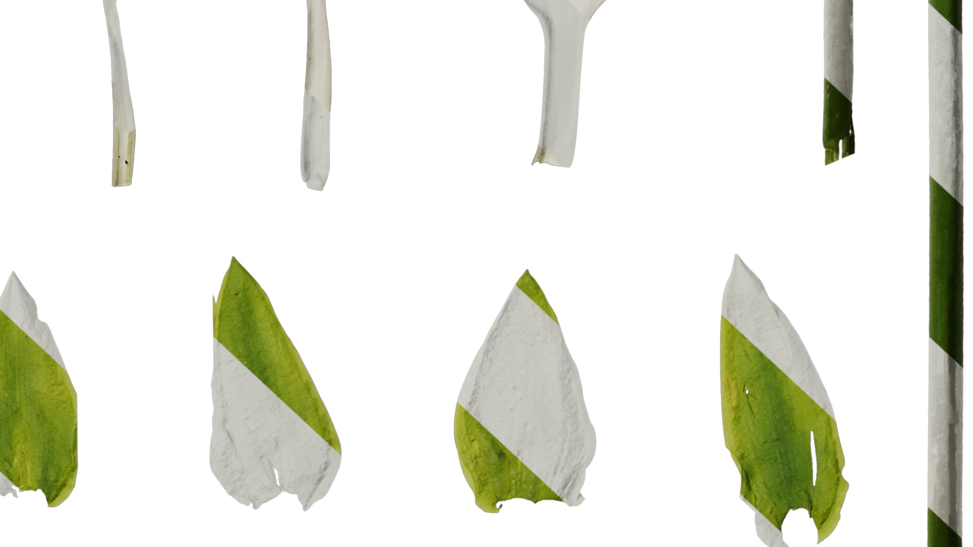 Anydrafts Hosta justine Flower 05 Texture_6