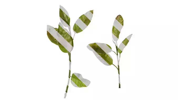 Anydrafts Ficus virens Atlas 07