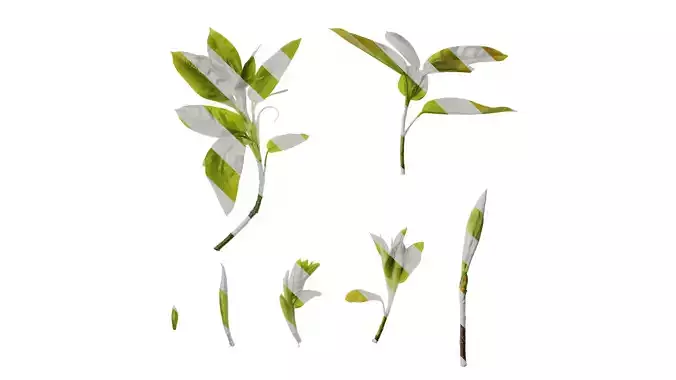 Anydrafts Ficus virens Atlas 09