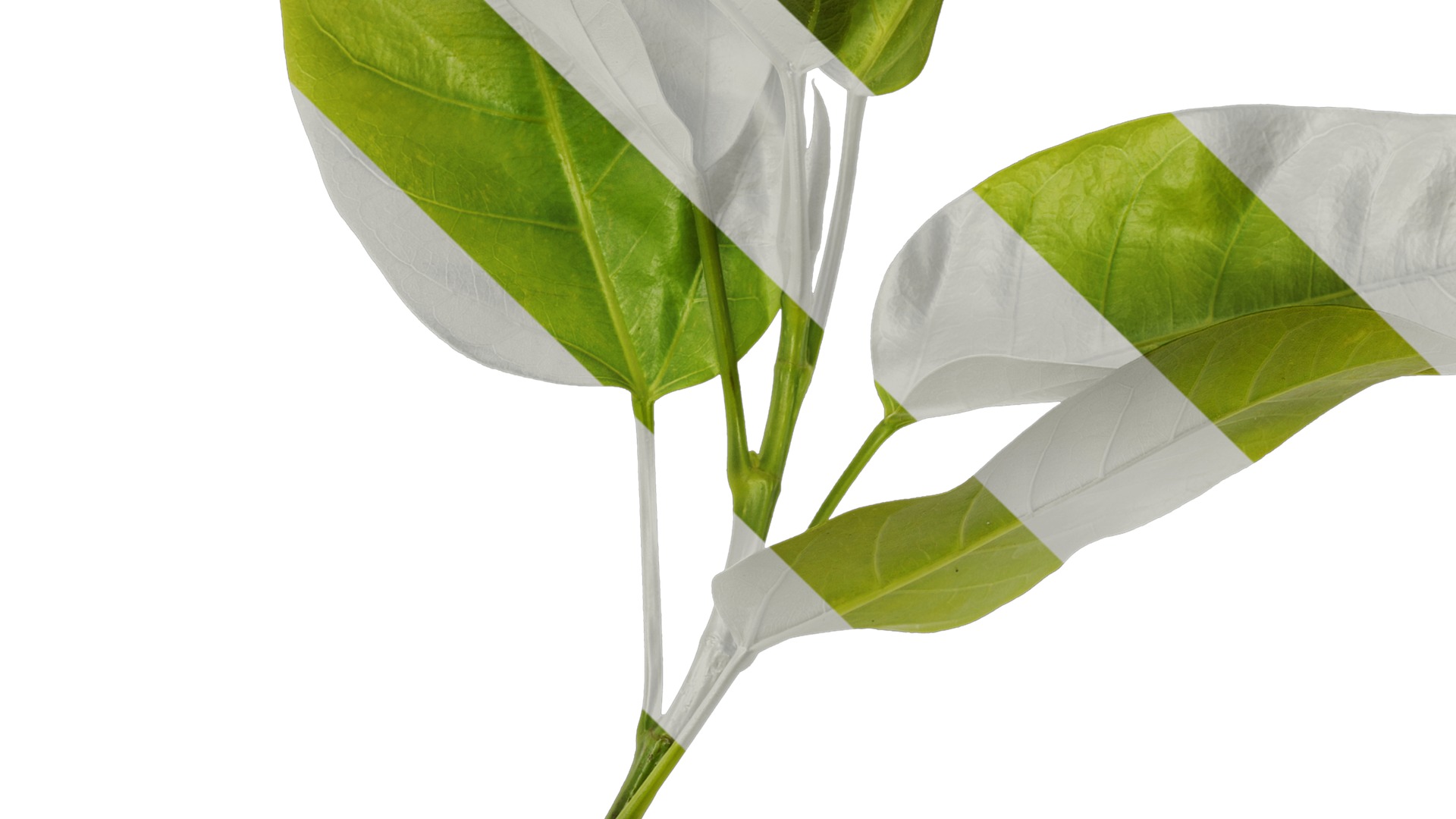 Anydrafts Ficus virens Atlas 10 Texture_3