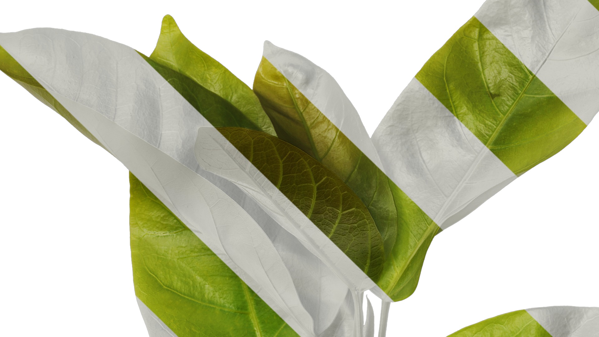 Anydrafts Ficus virens Atlas 10 Texture_1