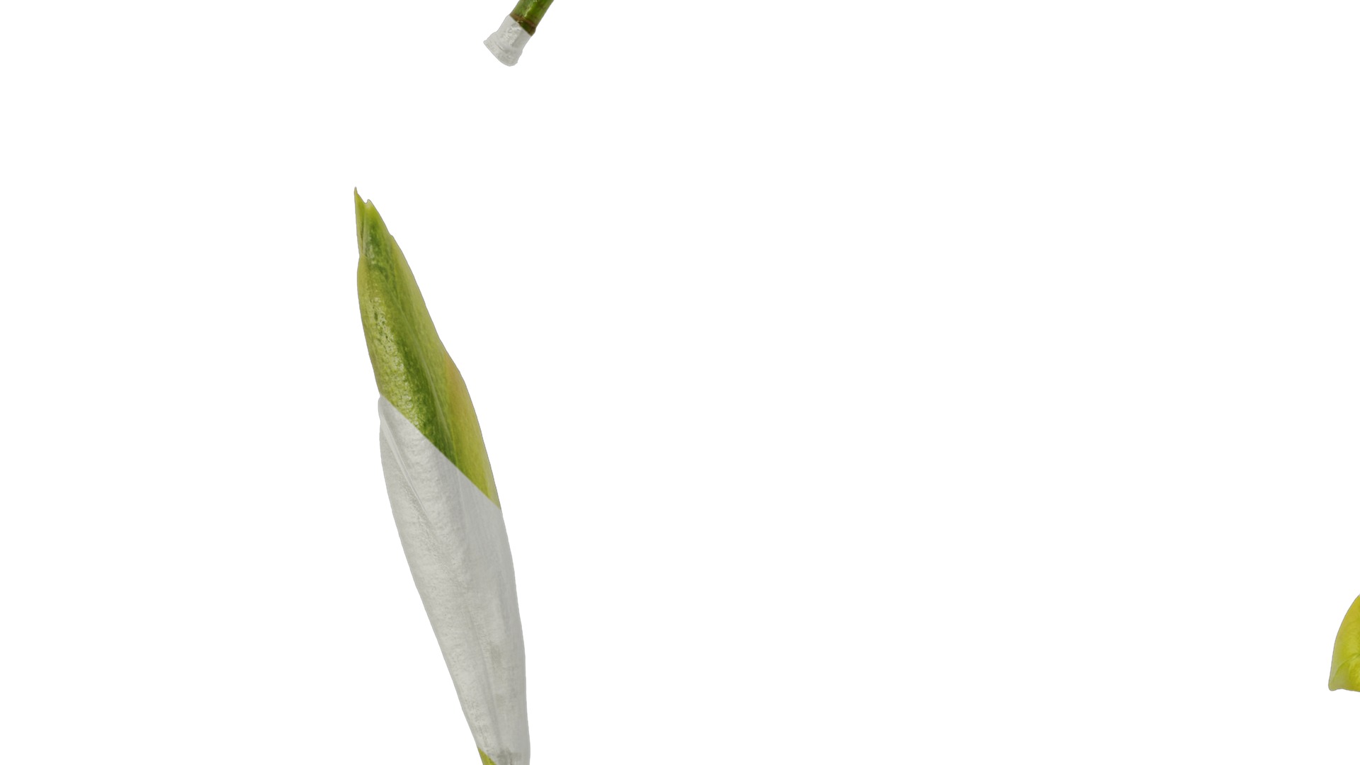 Anydrafts Ficus virens Atlas 10 Texture_5