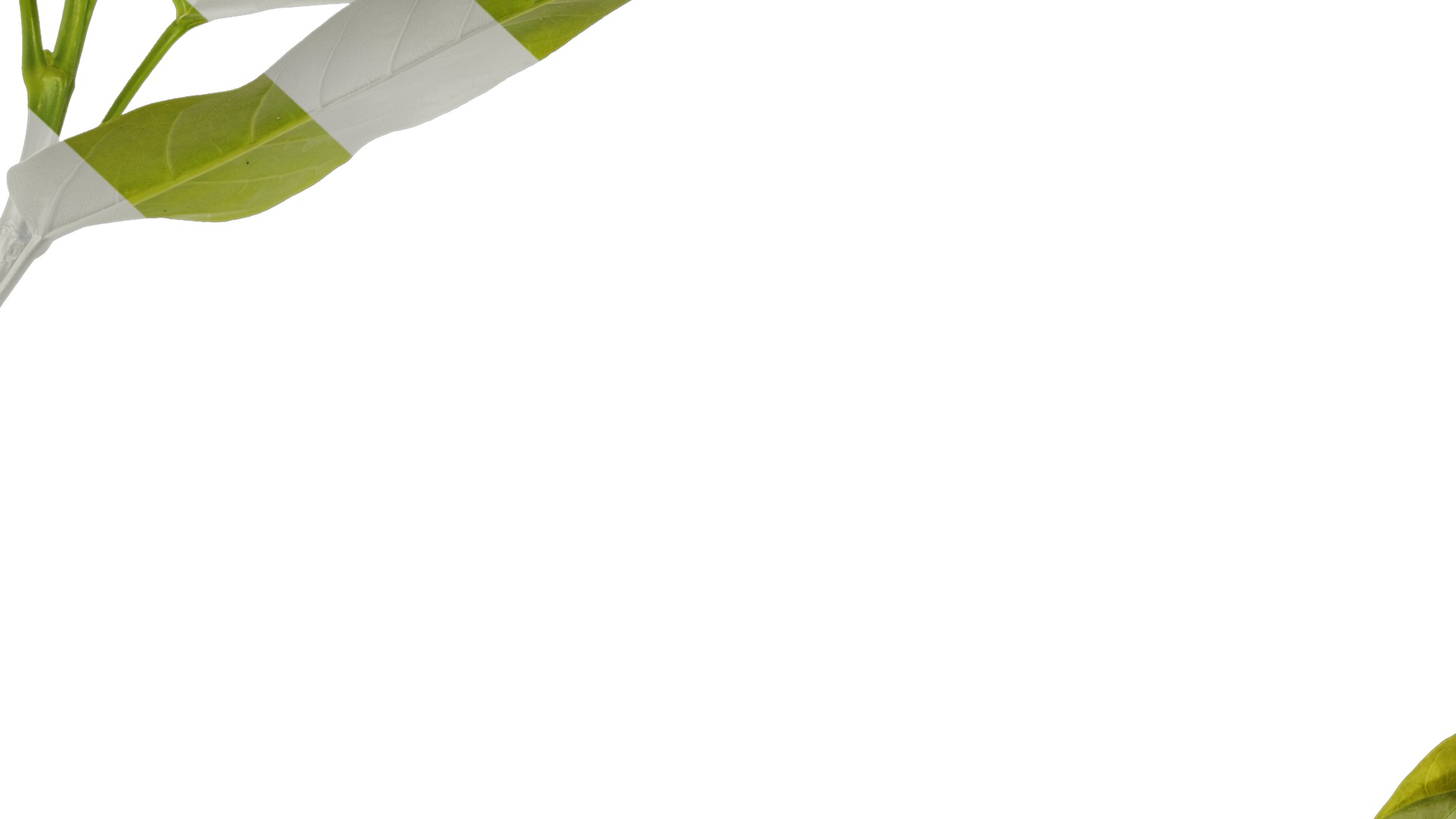 Anydrafts Ficus virens Atlas 10 Texture_7