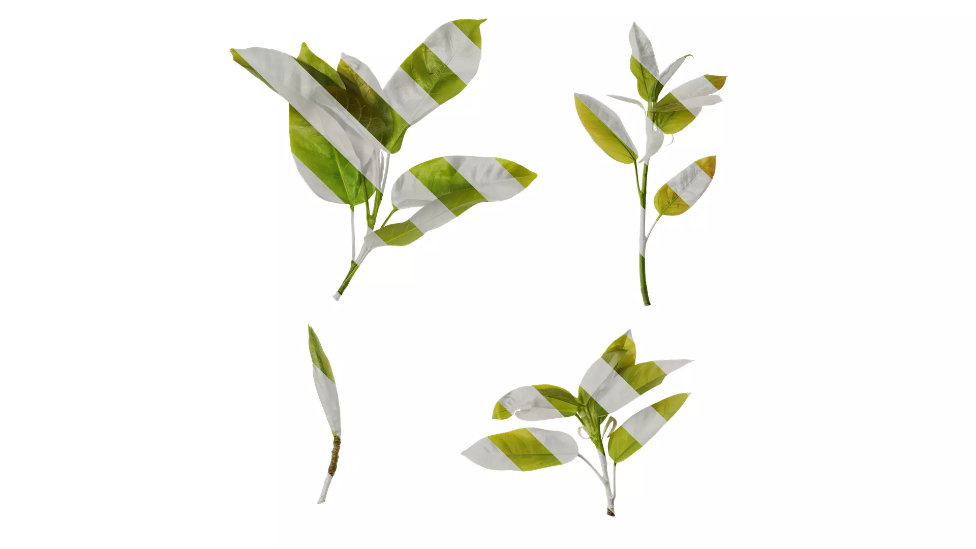 Anydrafts Ficus virens Atlas 10 Texture_0