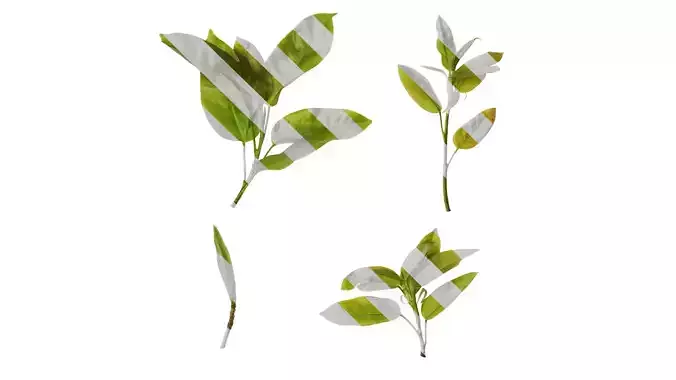 Anydrafts Ficus virens Atlas 10