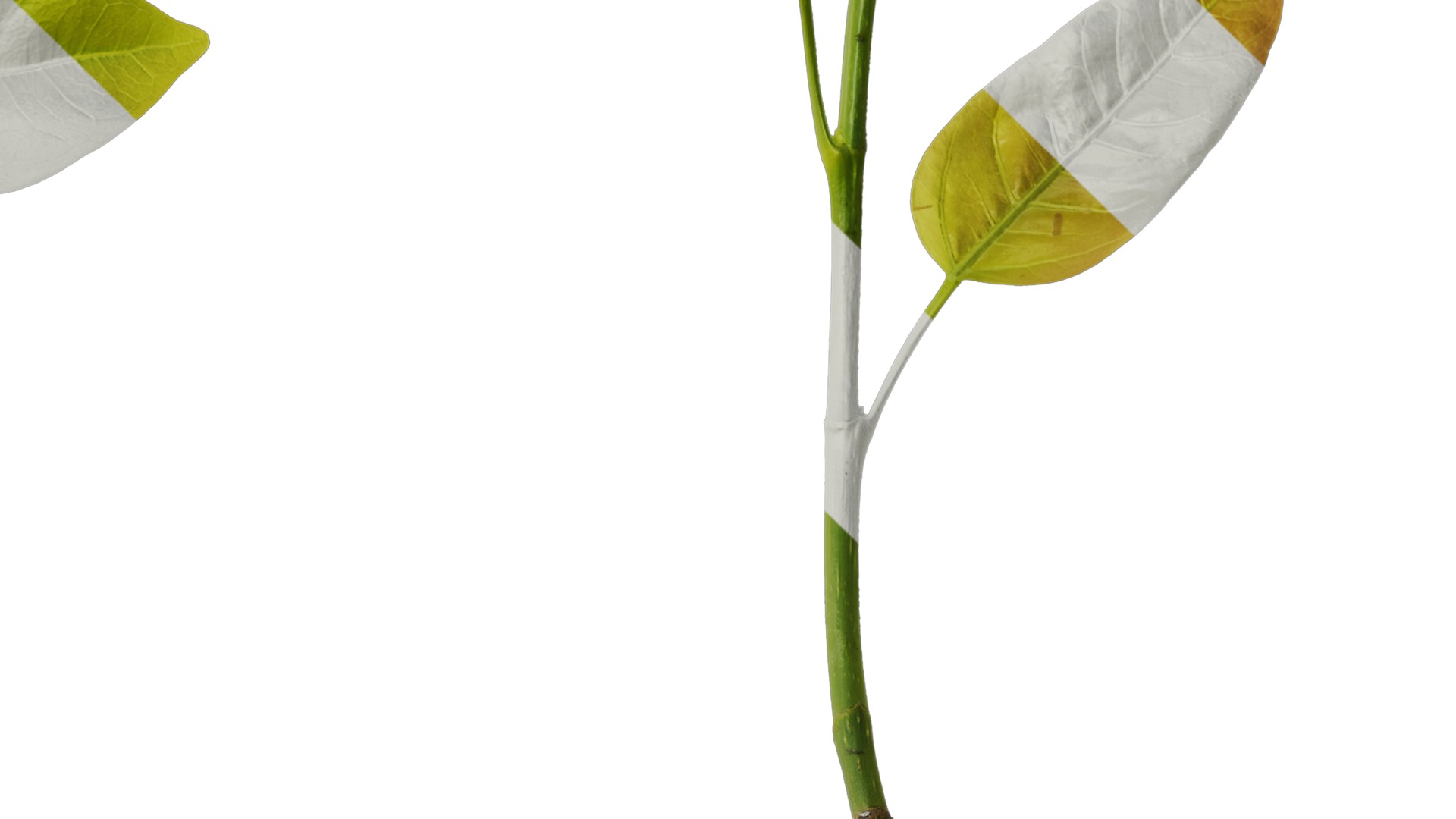 Anydrafts Ficus virens Atlas 10 Texture_4