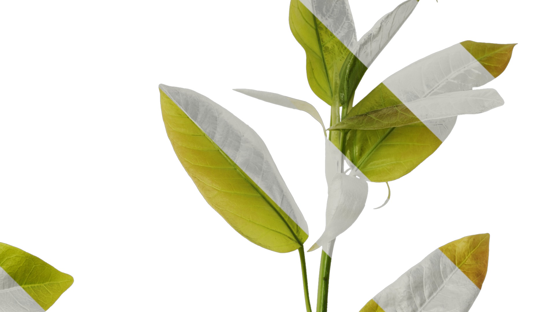 Anydrafts Ficus virens Atlas 10 Texture_2