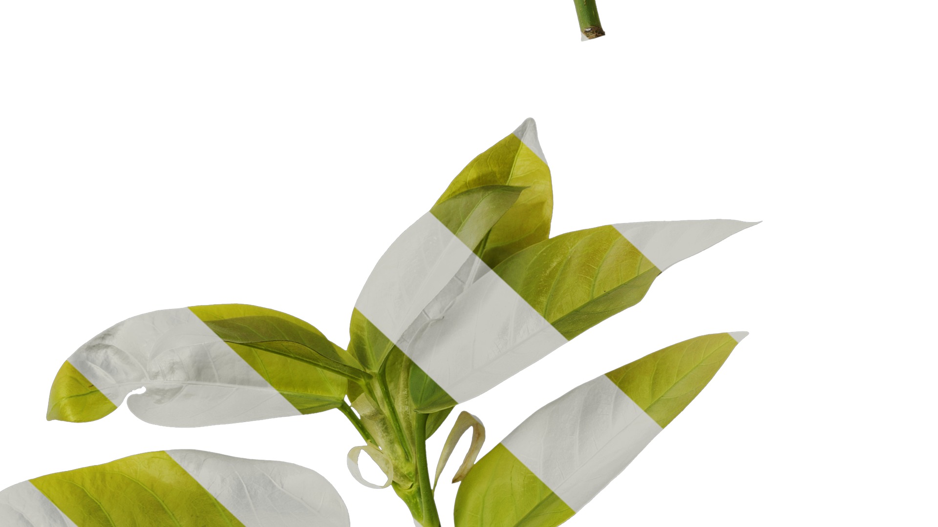 Anydrafts Ficus virens Atlas 10 Texture_6