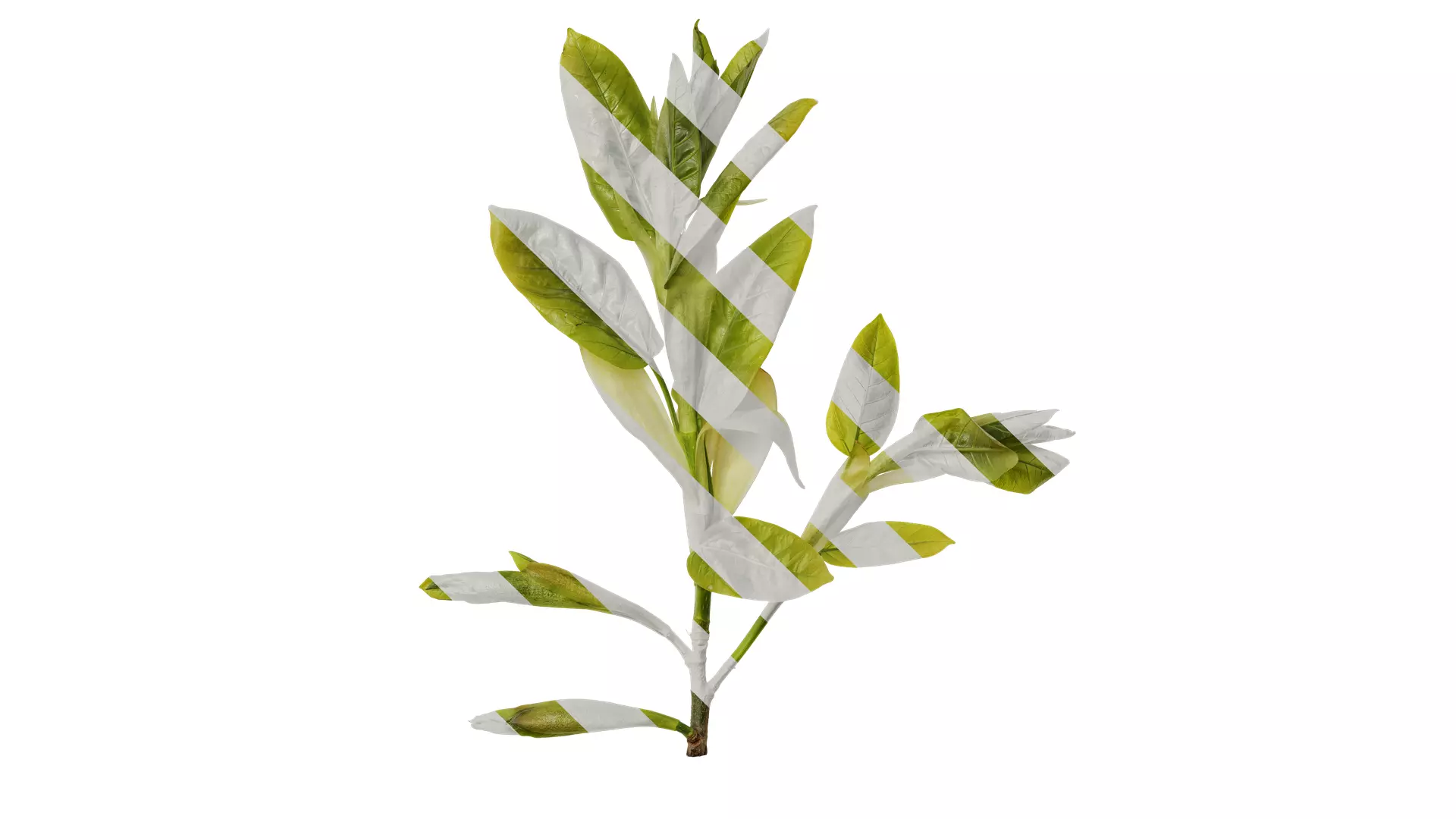 Anydrafts Ficus virens Atlas 13 Texture_0