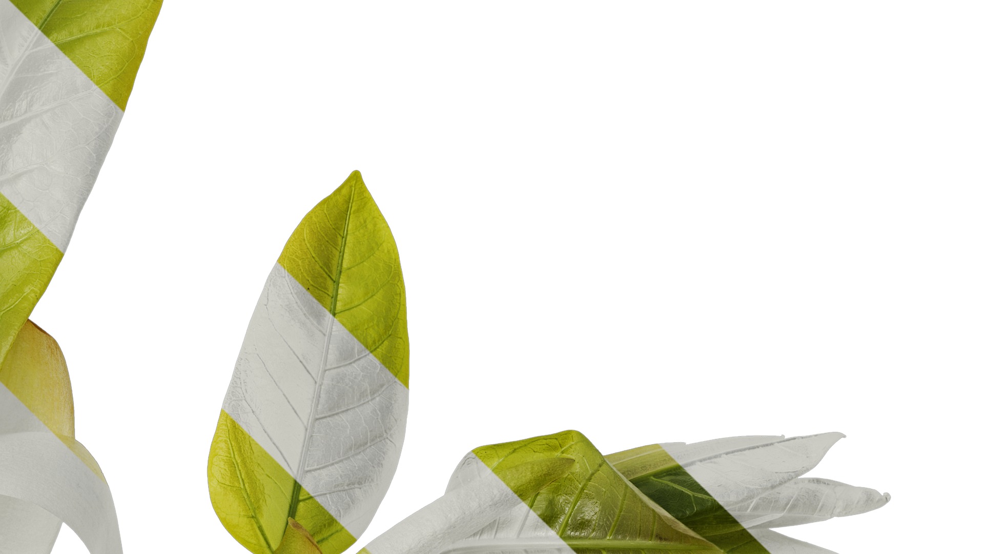 Anydrafts Ficus virens Atlas 13 Texture_4