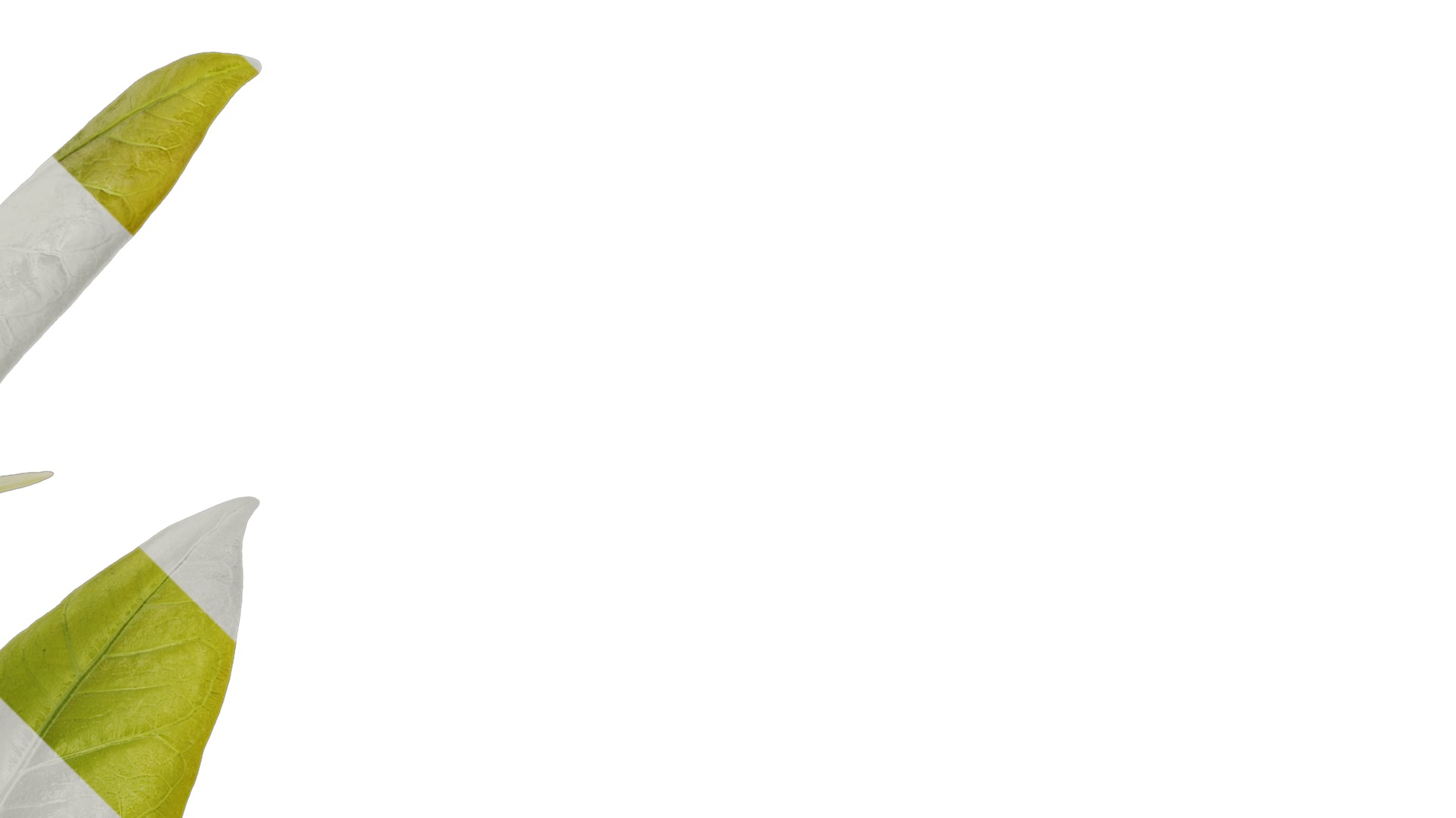 Anydrafts Ficus virens Atlas 13 Texture_2