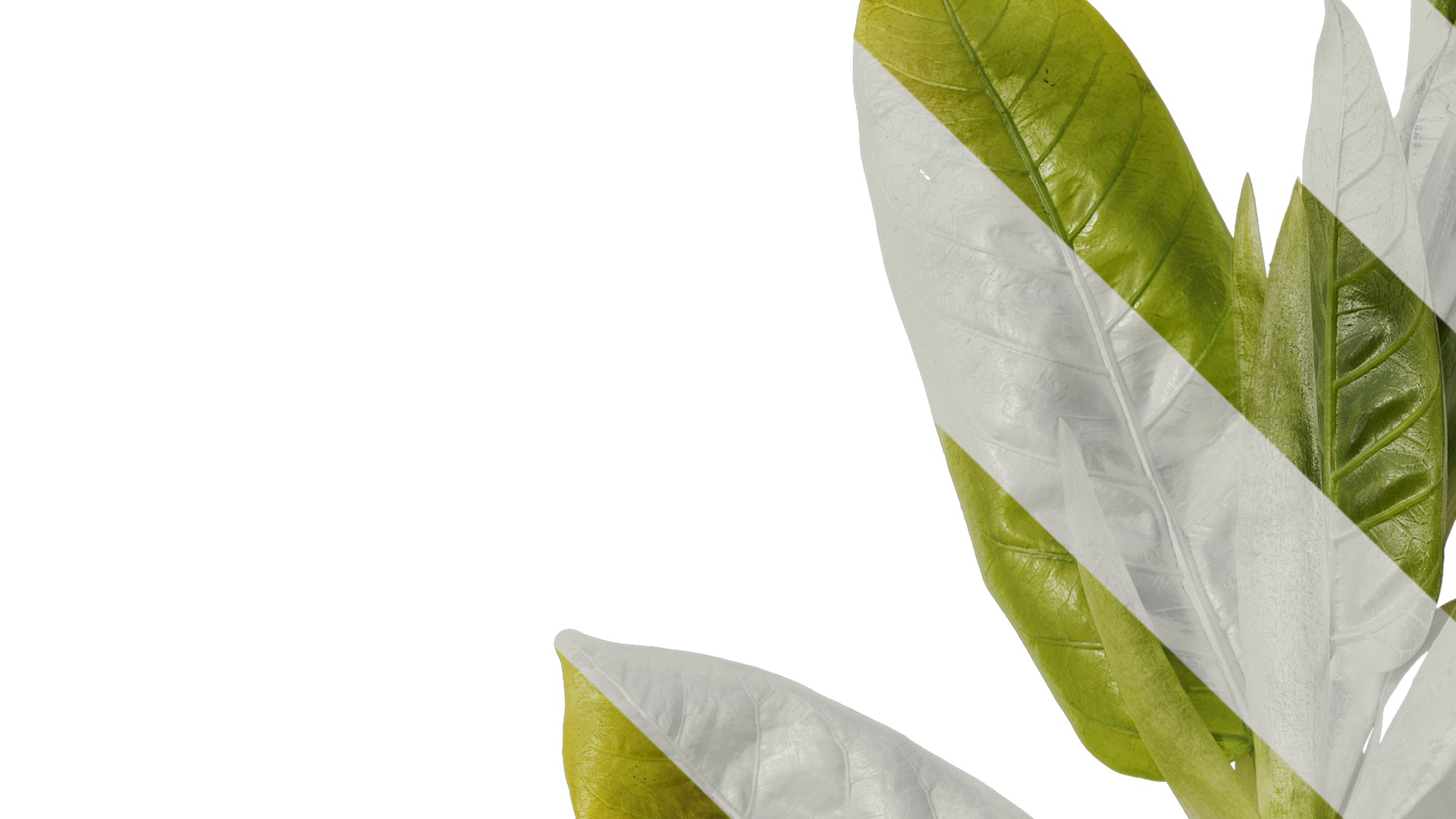 Anydrafts Ficus virens Atlas 13 Texture_1