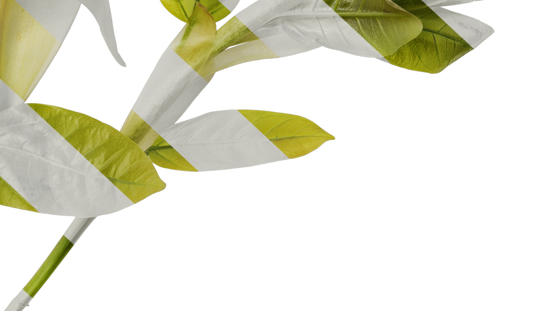 Anydrafts Ficus virens Atlas 13 Texture_6