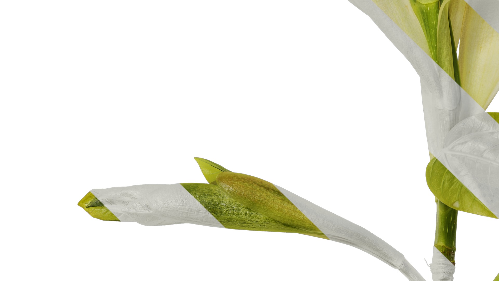 Anydrafts Ficus virens Atlas 13 Texture_5