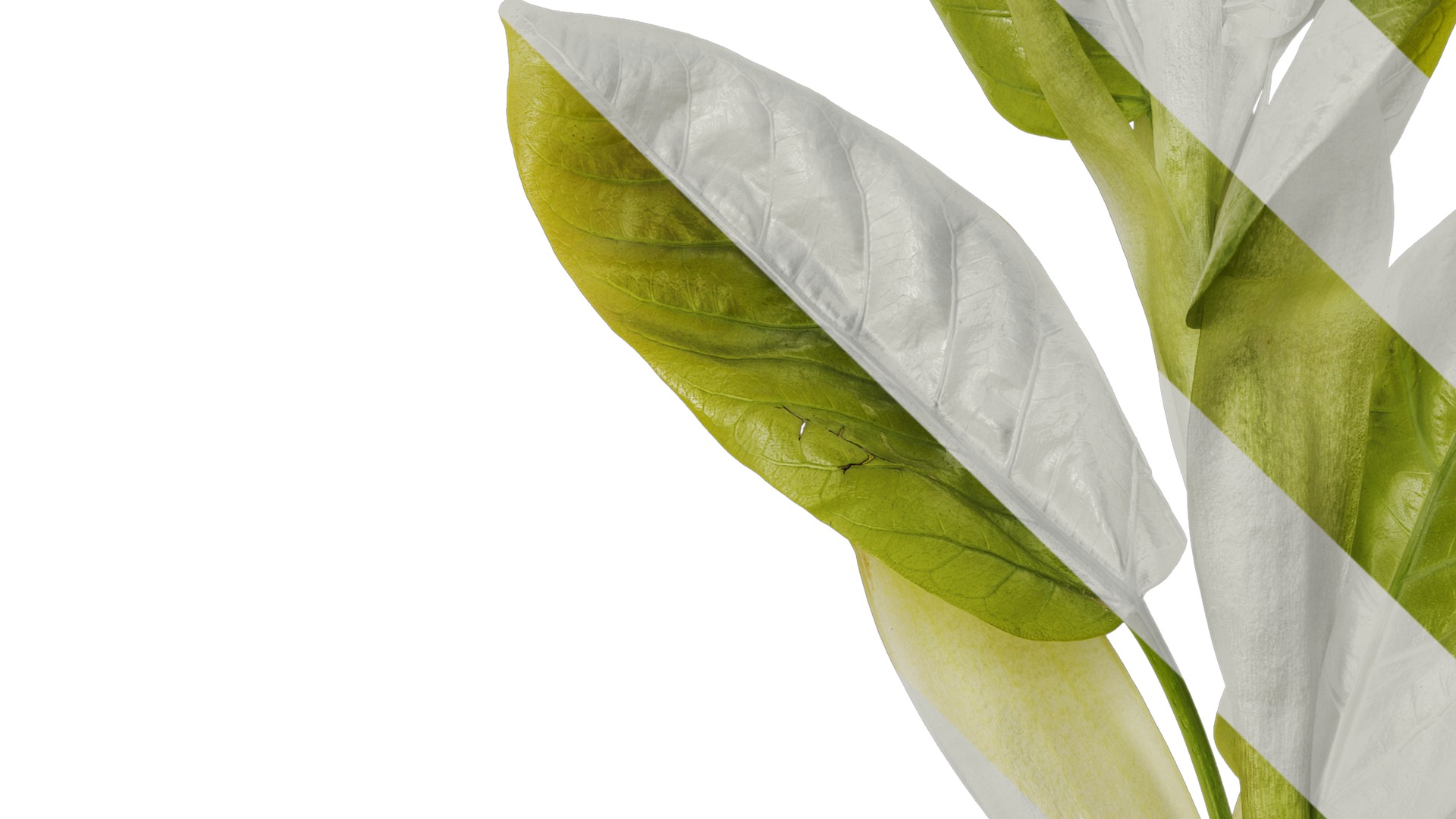 Anydrafts Ficus virens Atlas 13 Texture_3