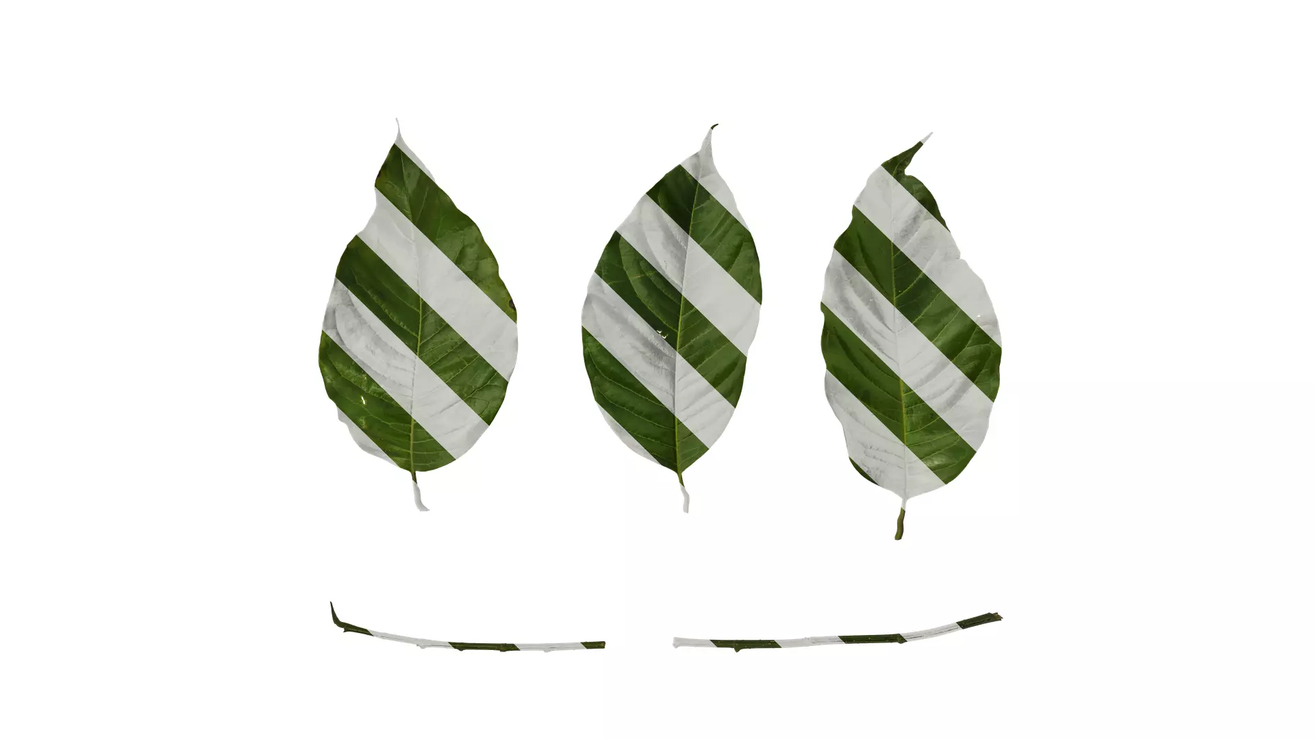 Anydrafts Ficus virens Leaf 01 Texture_0